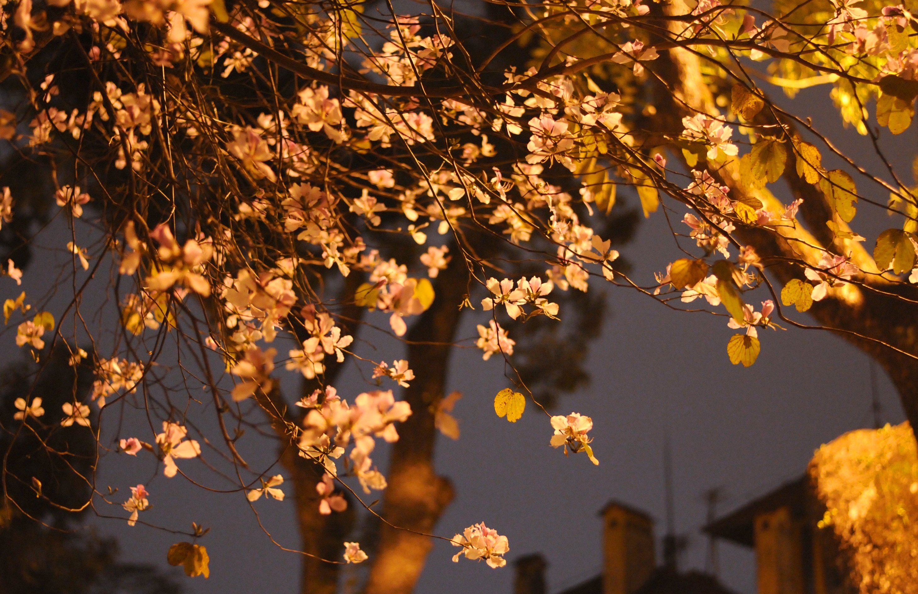 mua hoa ban xuong pho anh 43