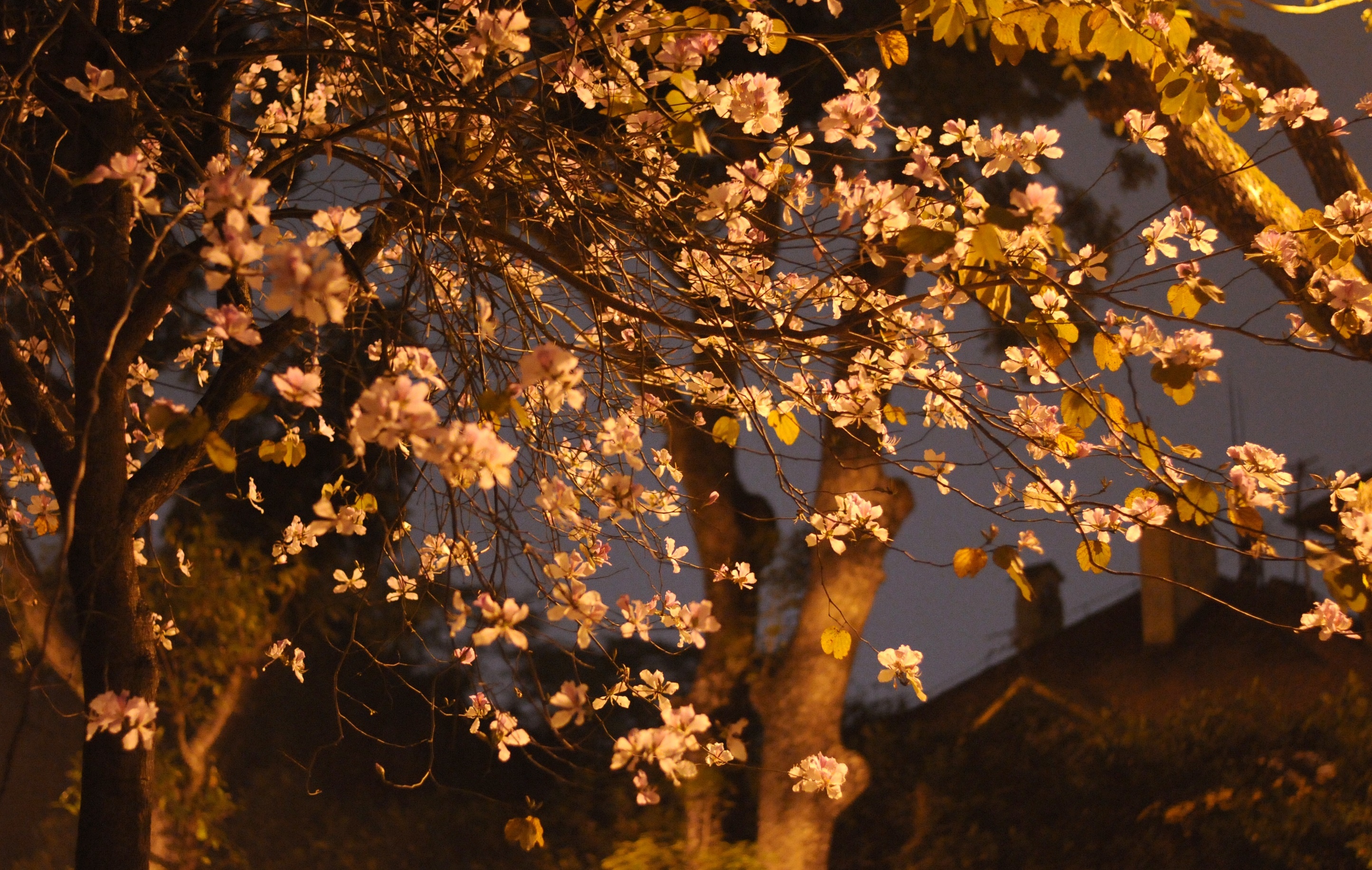 mua hoa ban xuong pho anh 40