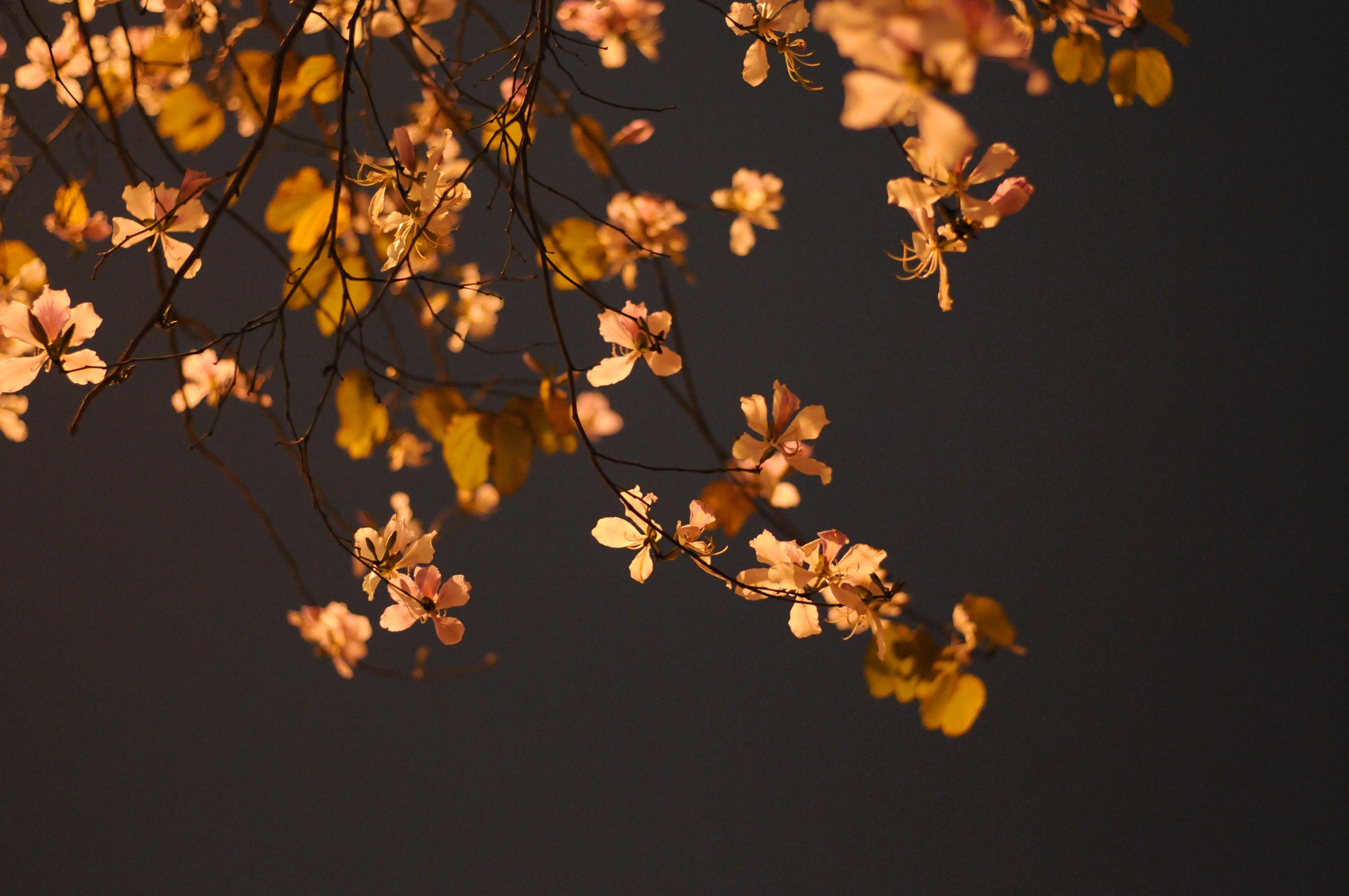 mua hoa ban xuong pho anh 44