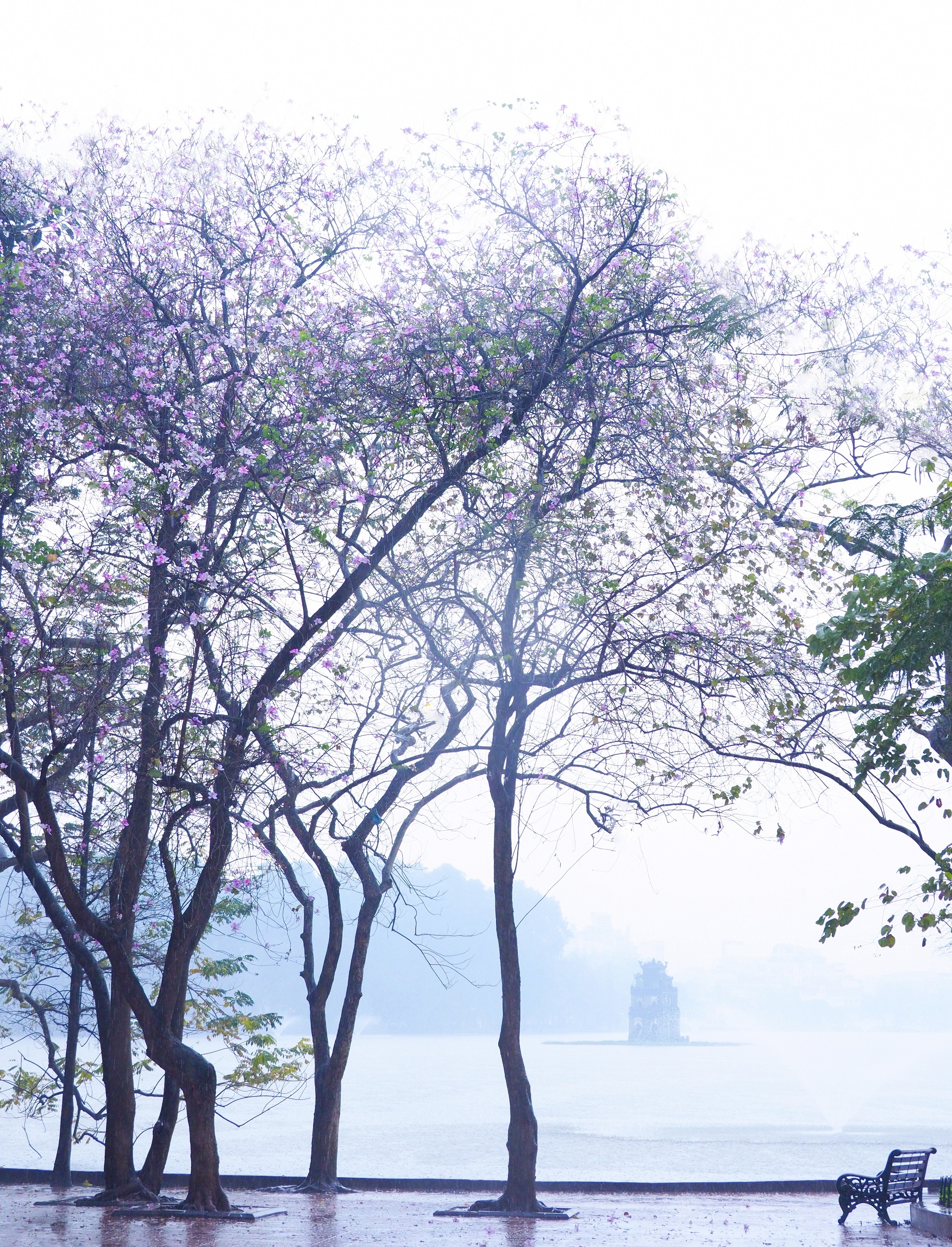 mua hoa ban xuong pho anh 21