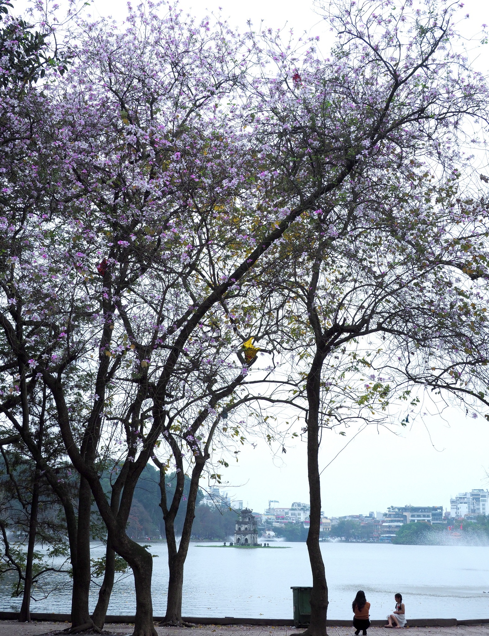 mua hoa ban xuong pho anh 22