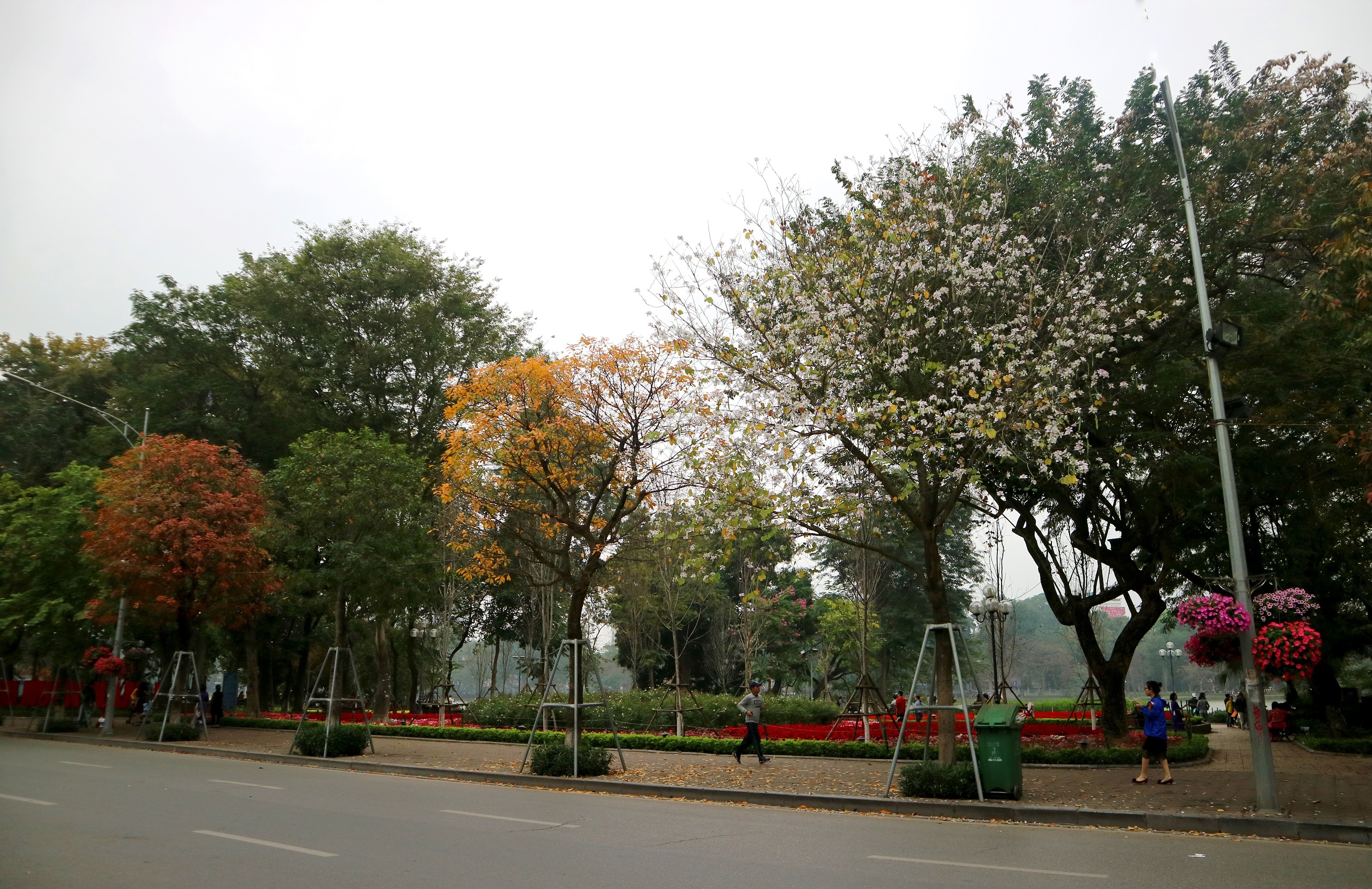 mua hoa ban xuong pho anh 25