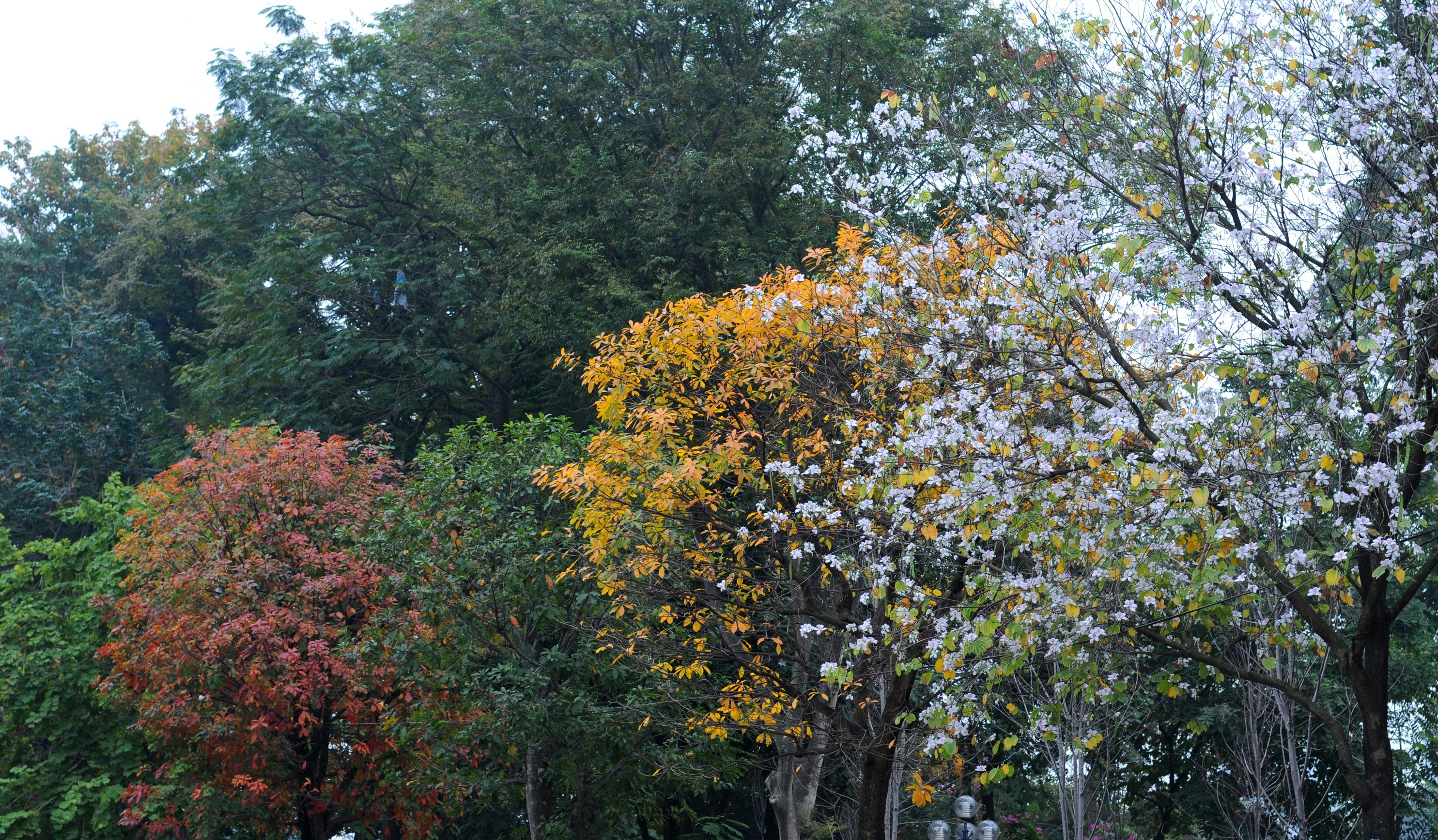 mua hoa ban xuong pho anh 26