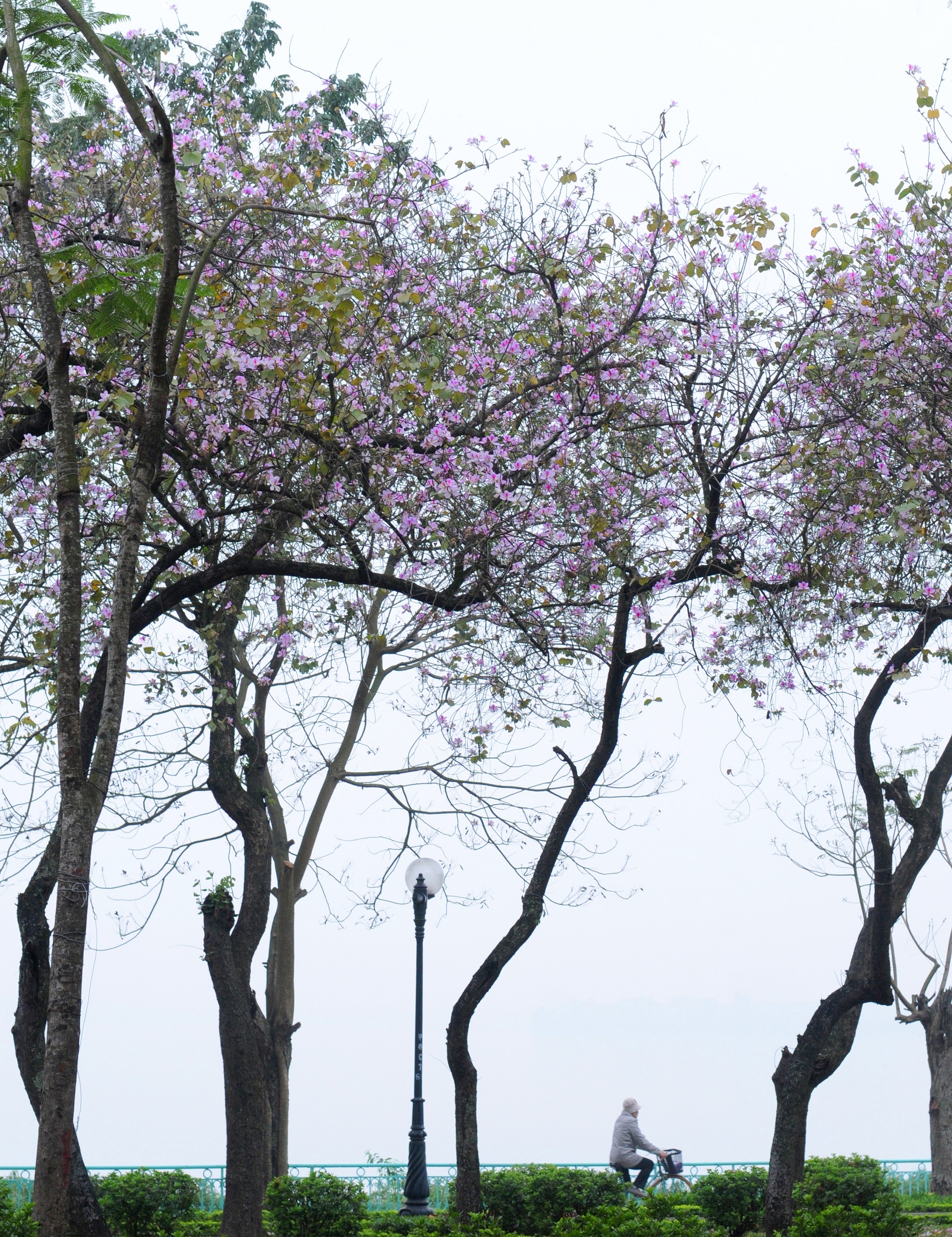 mua hoa ban xuong pho anh 23