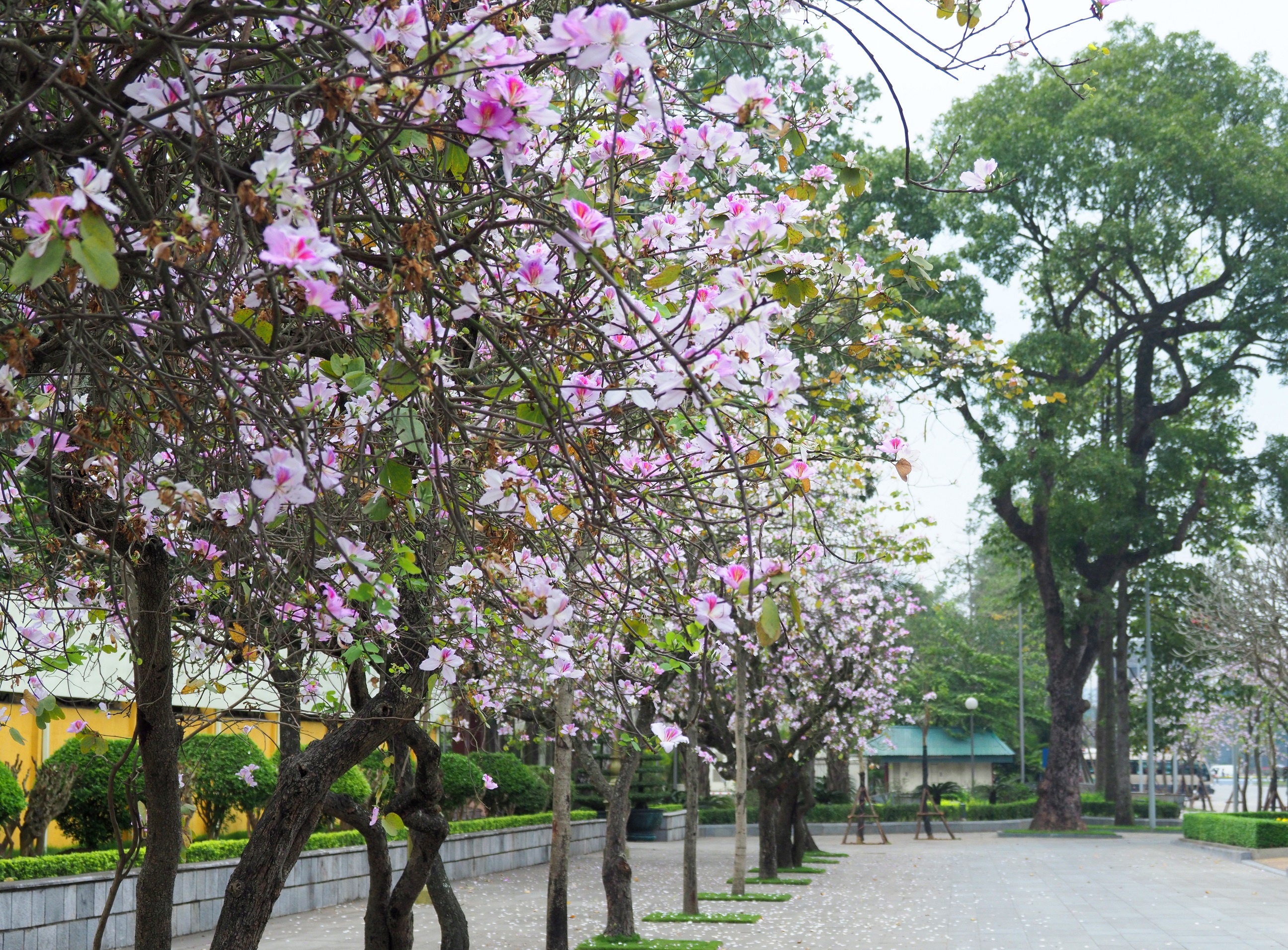 mua hoa ban xuong pho anh 31