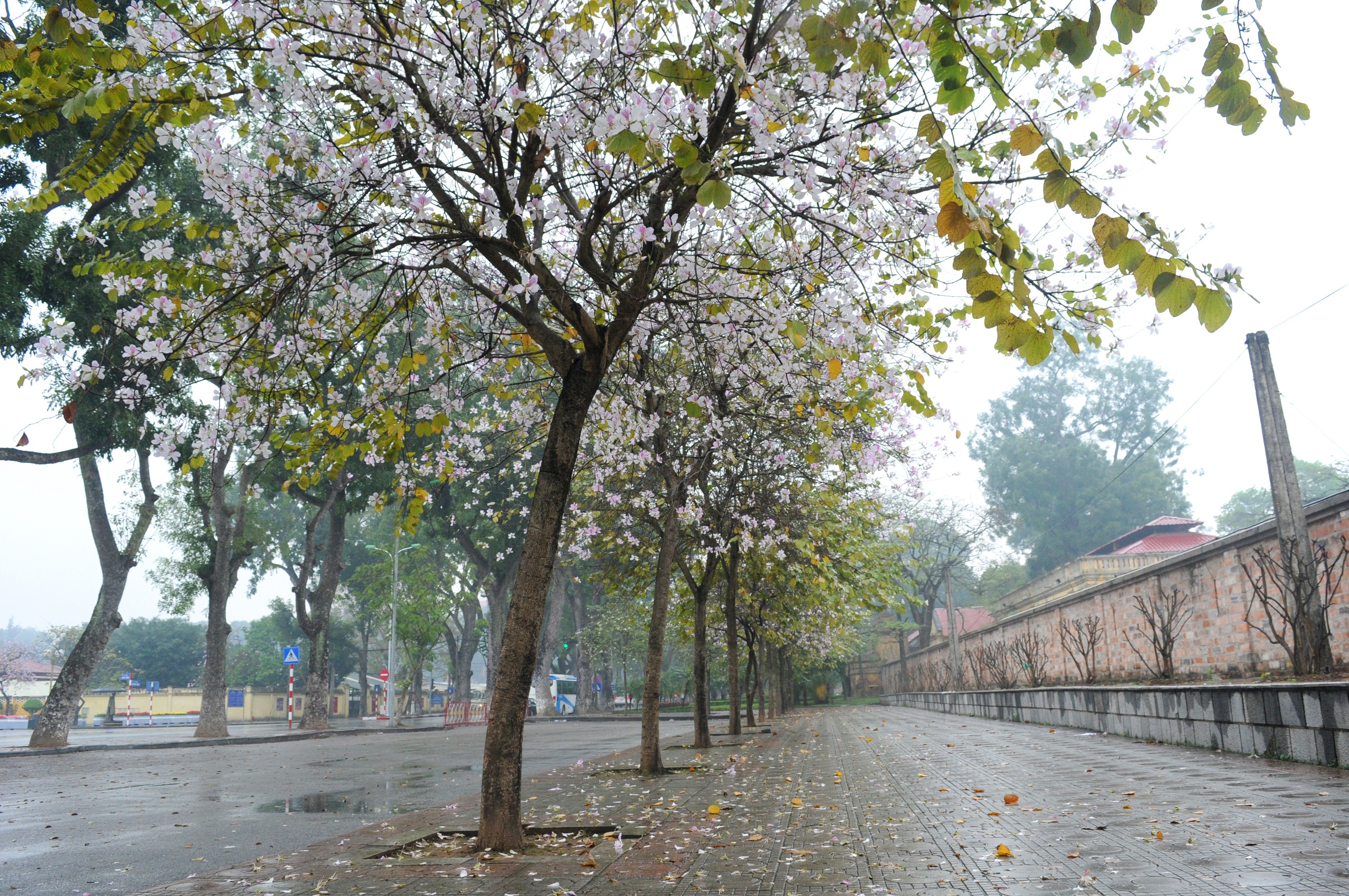 mua hoa ban xuong pho anh 32