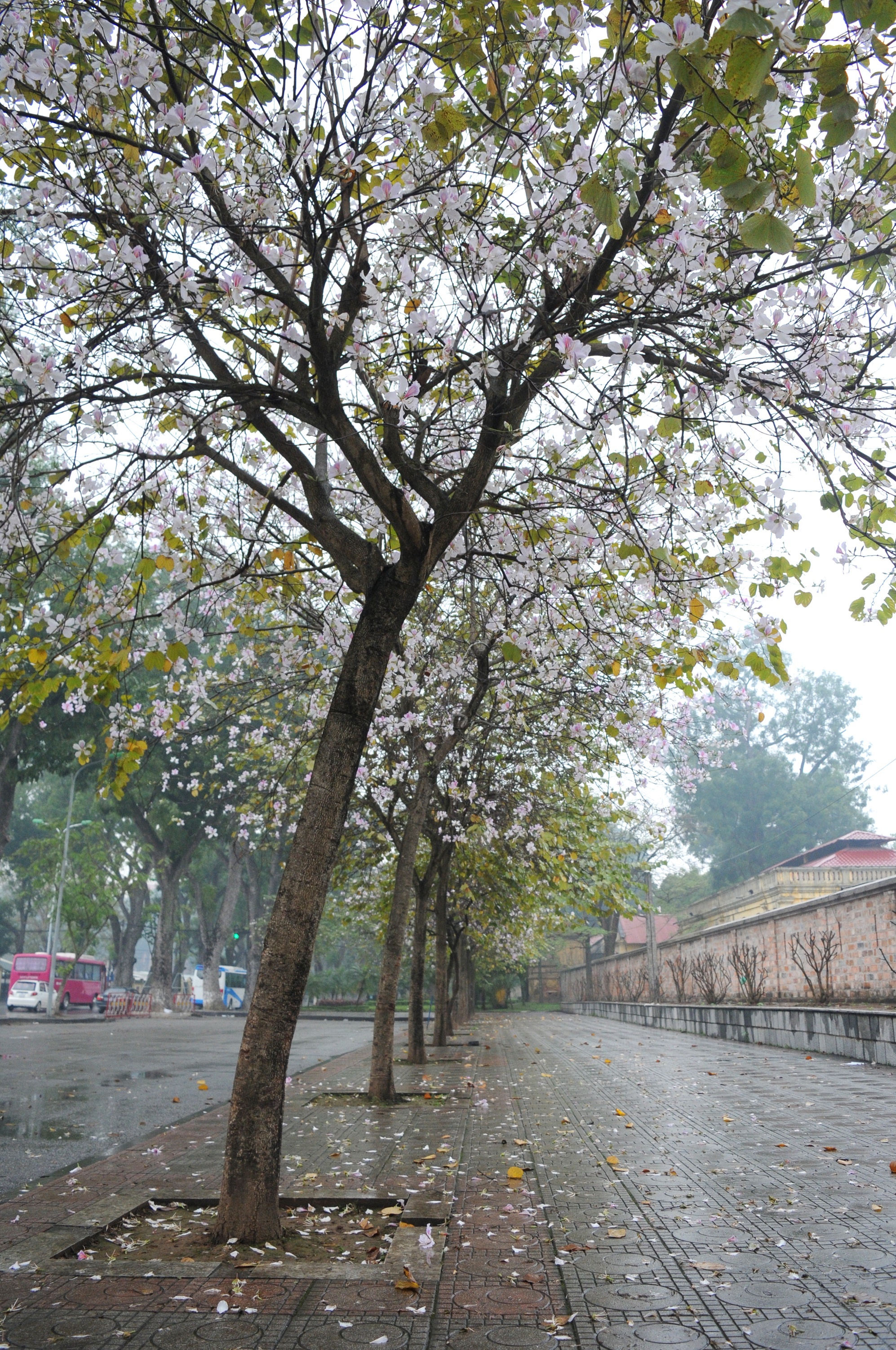 mua hoa ban xuong pho anh 36