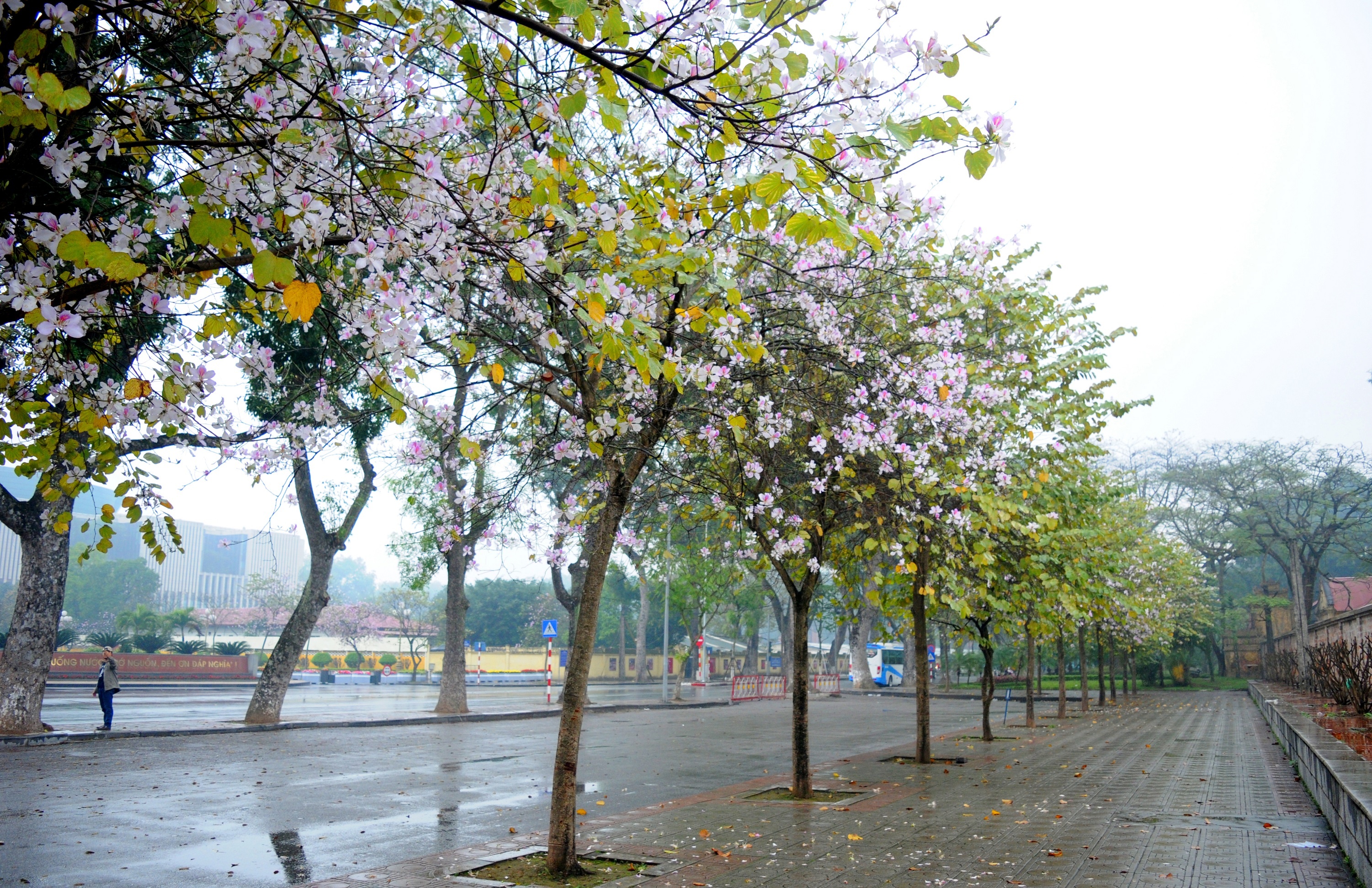 mua hoa ban xuong pho anh 33