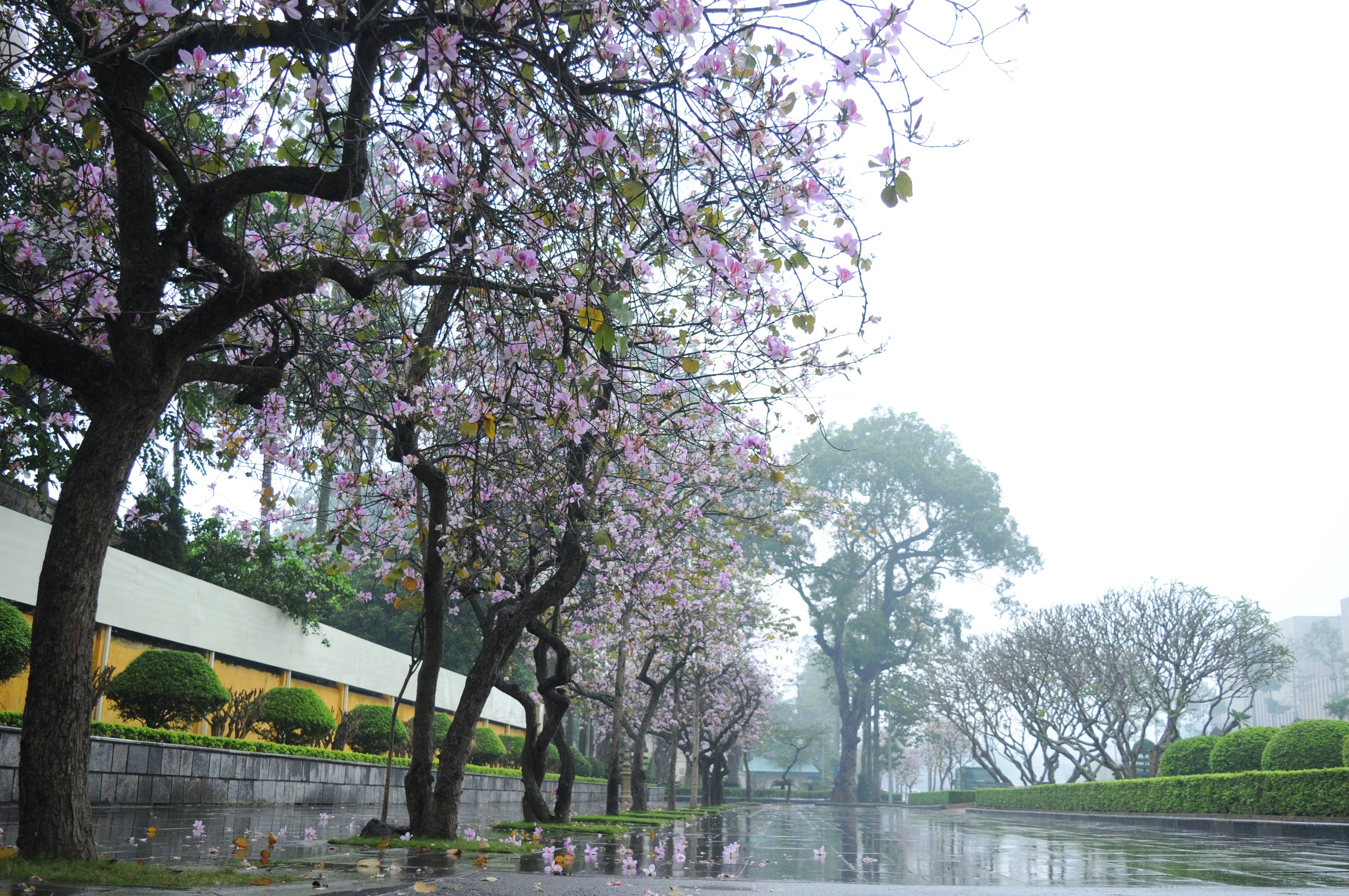 mua hoa ban xuong pho anh 34