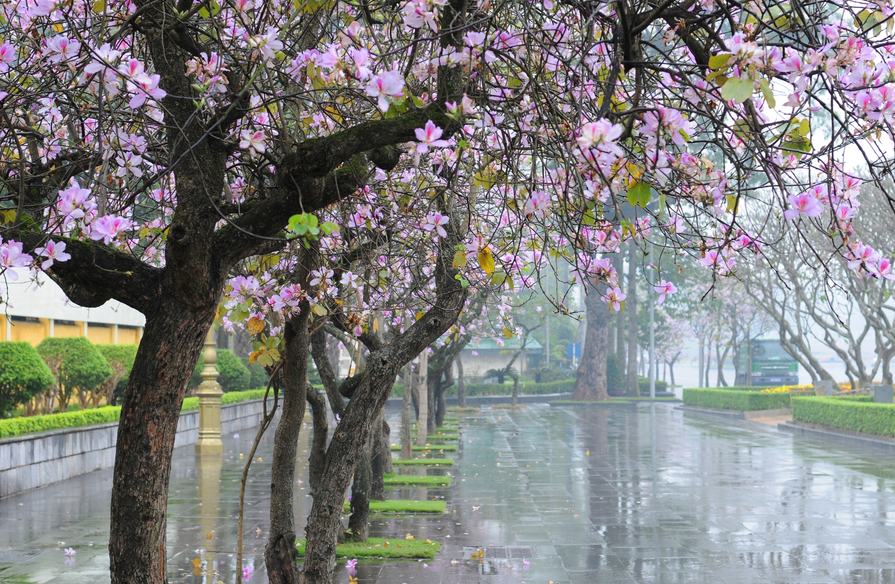 mua hoa ban xuong pho anh 35