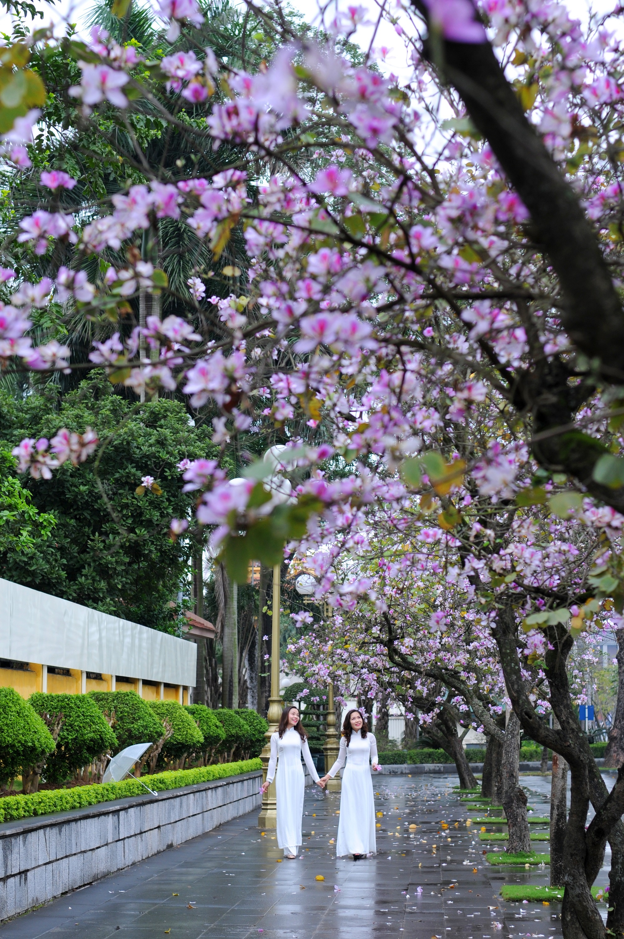 mua hoa ban xuong pho anh 38