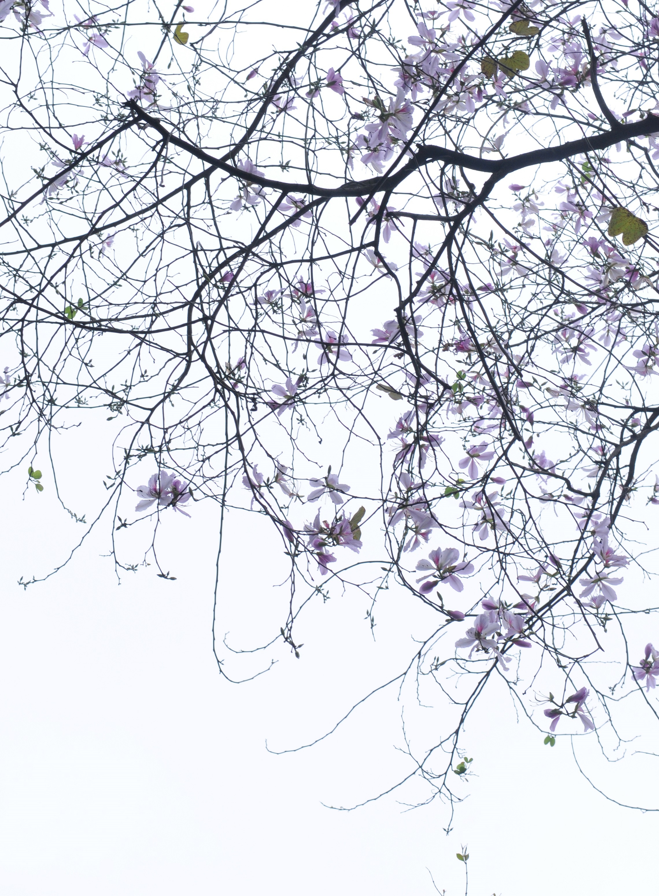 mua hoa ban xuong pho anh 29