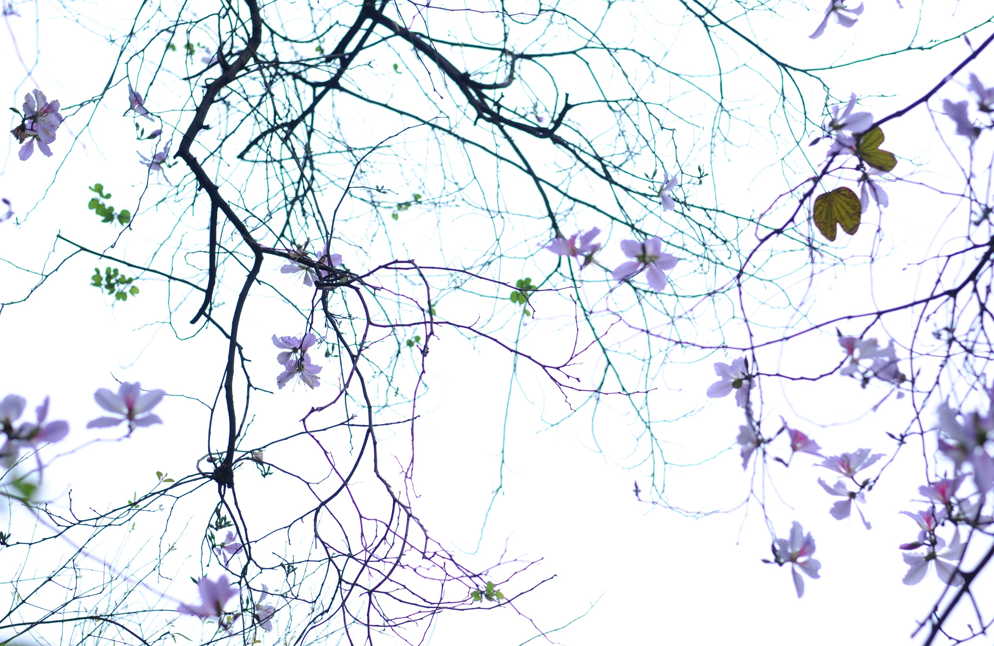 mua hoa ban xuong pho anh 24