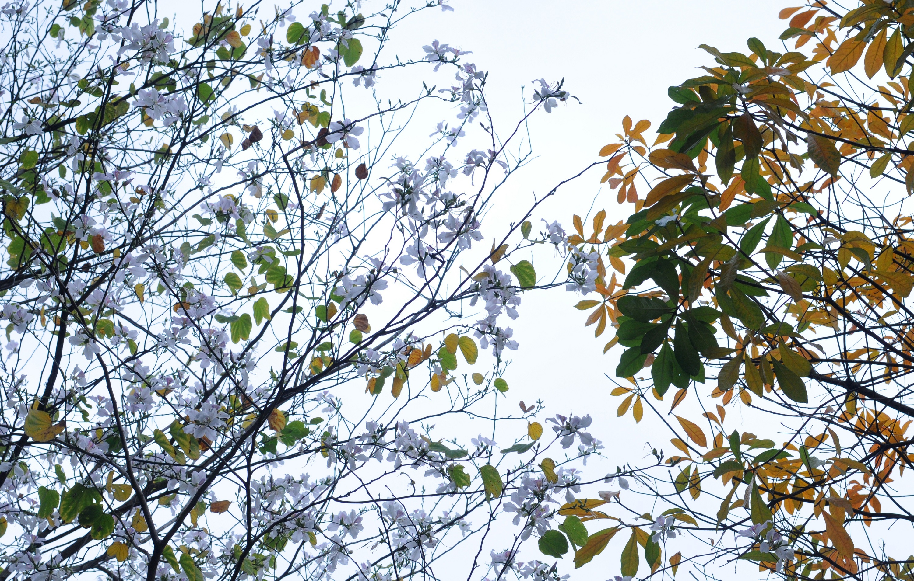 mua hoa ban xuong pho anh 27