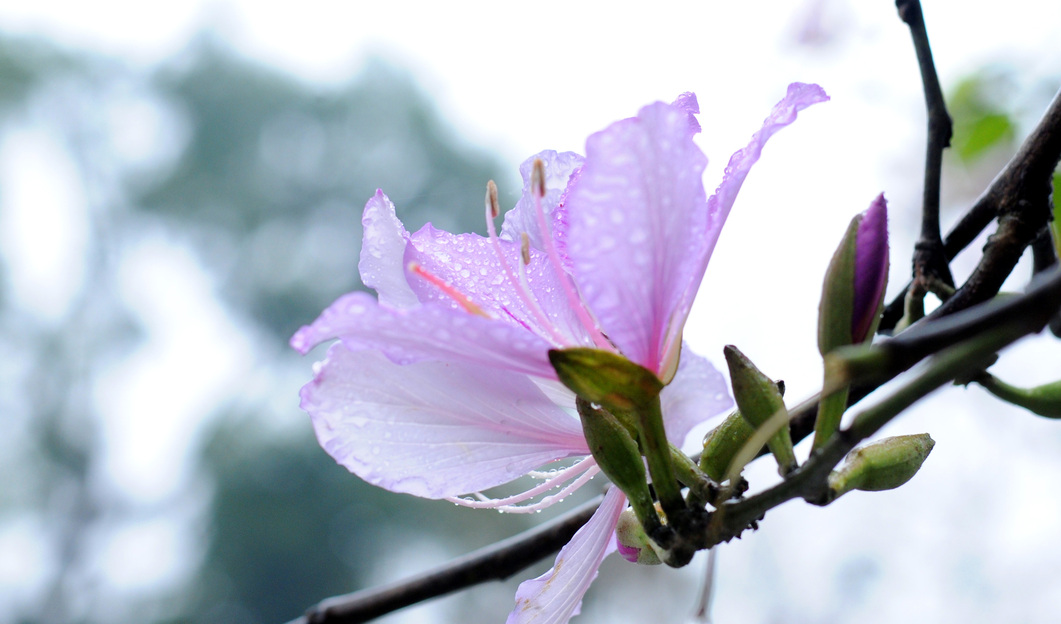 mua hoa ban xuong pho anh 28