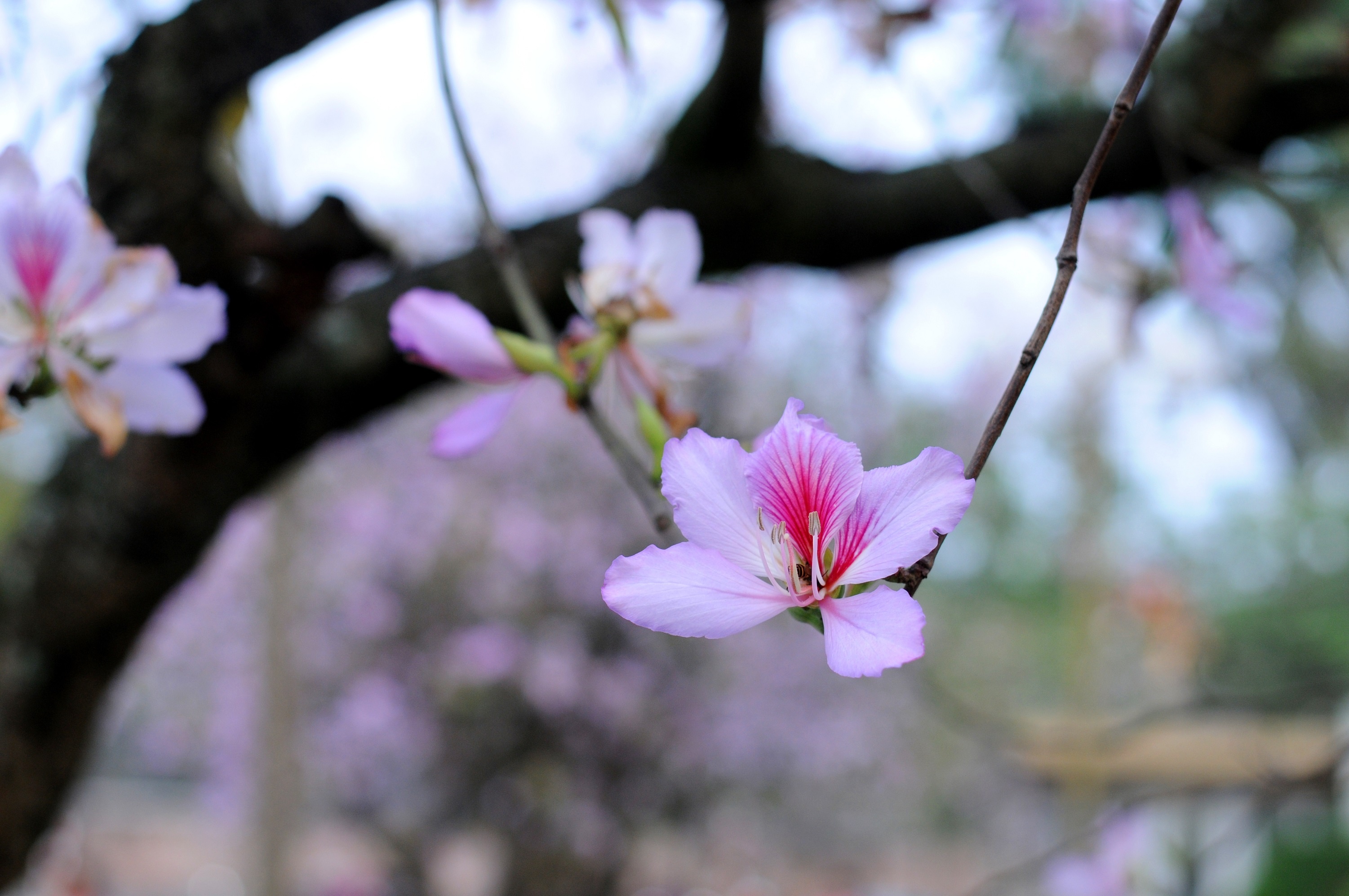 mua hoa ban xuong pho anh 37