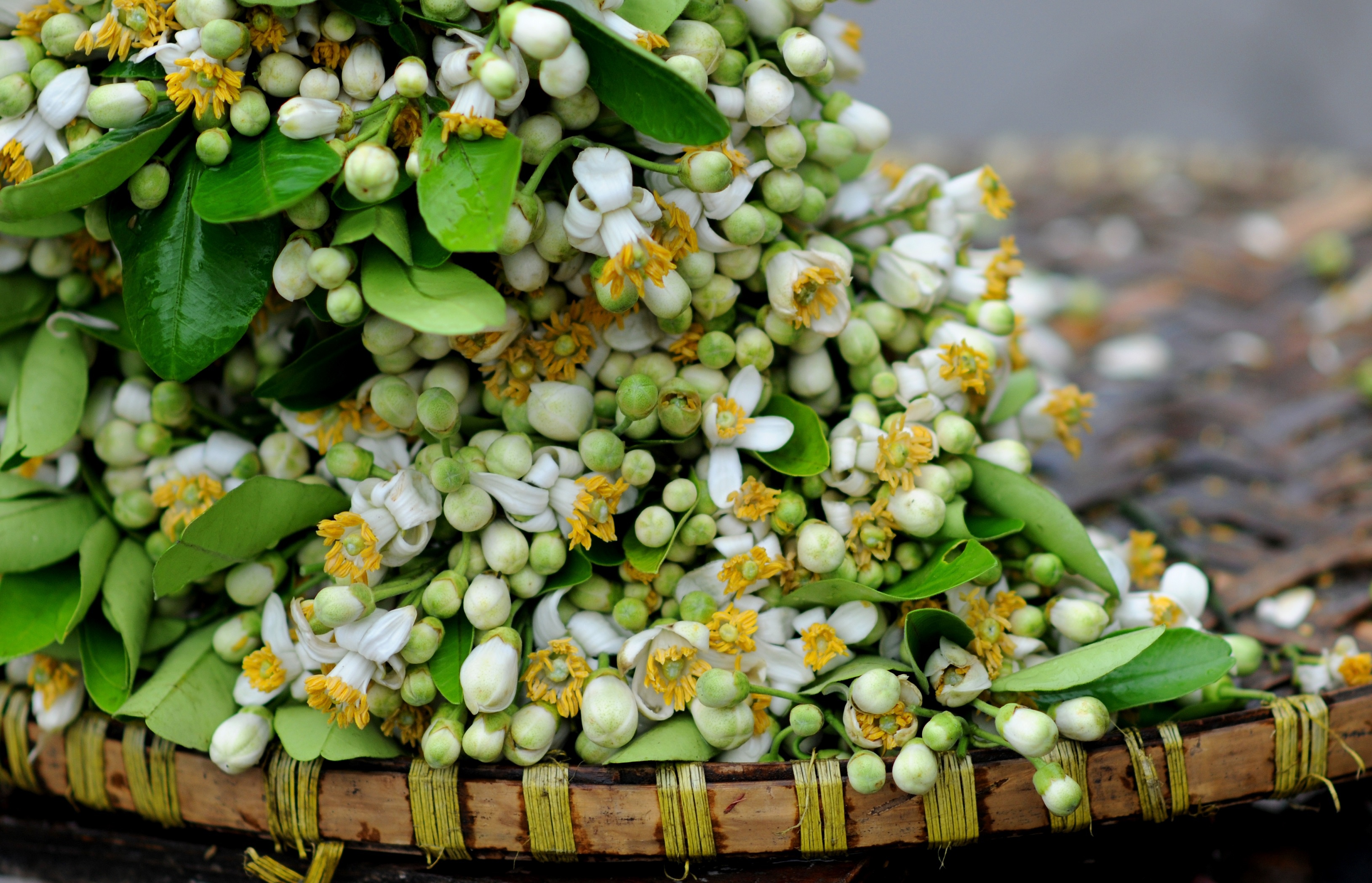 Ha Noi buoc vao mua dep nhat anh 46