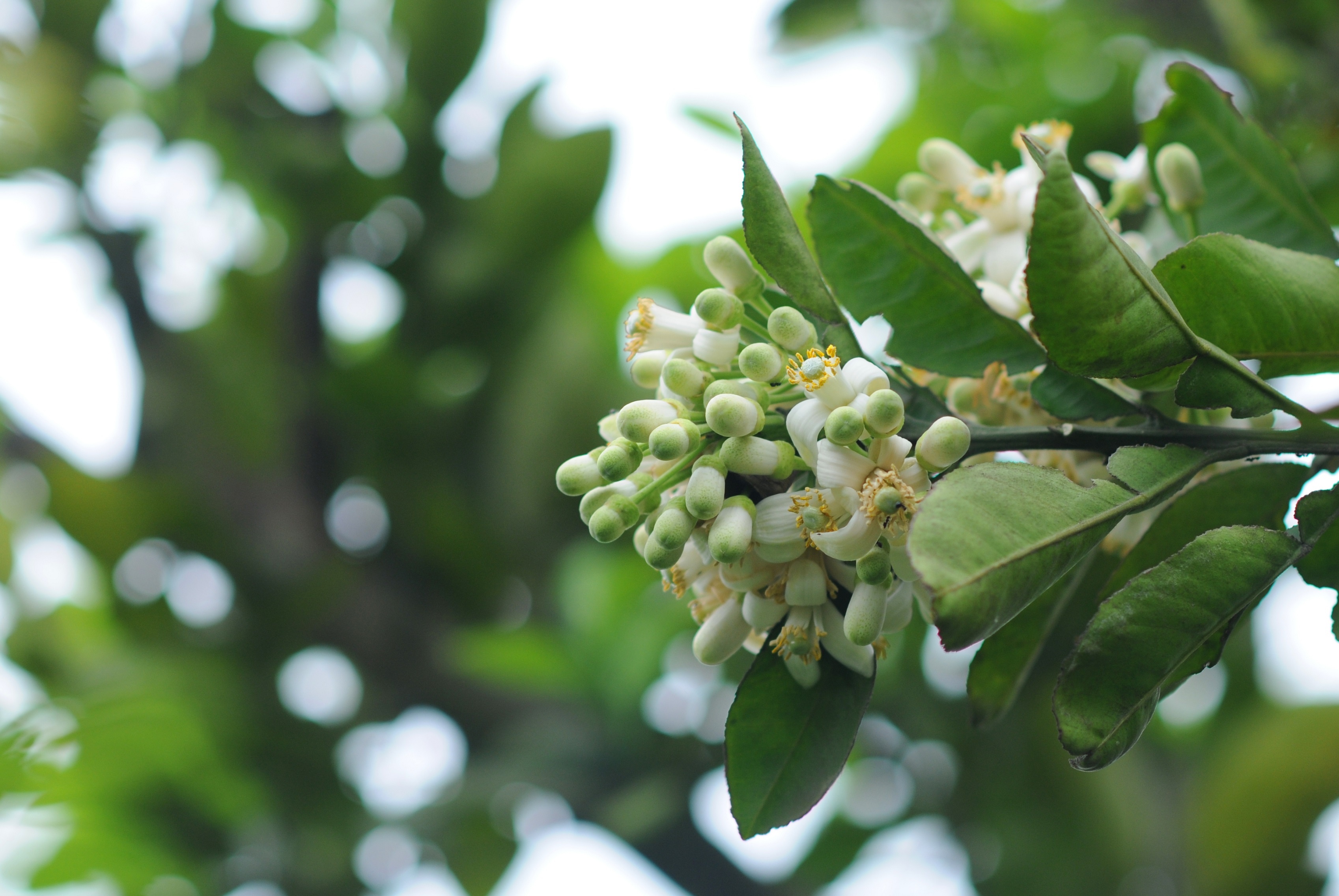 Ha Noi buoc vao mua dep nhat anh 52