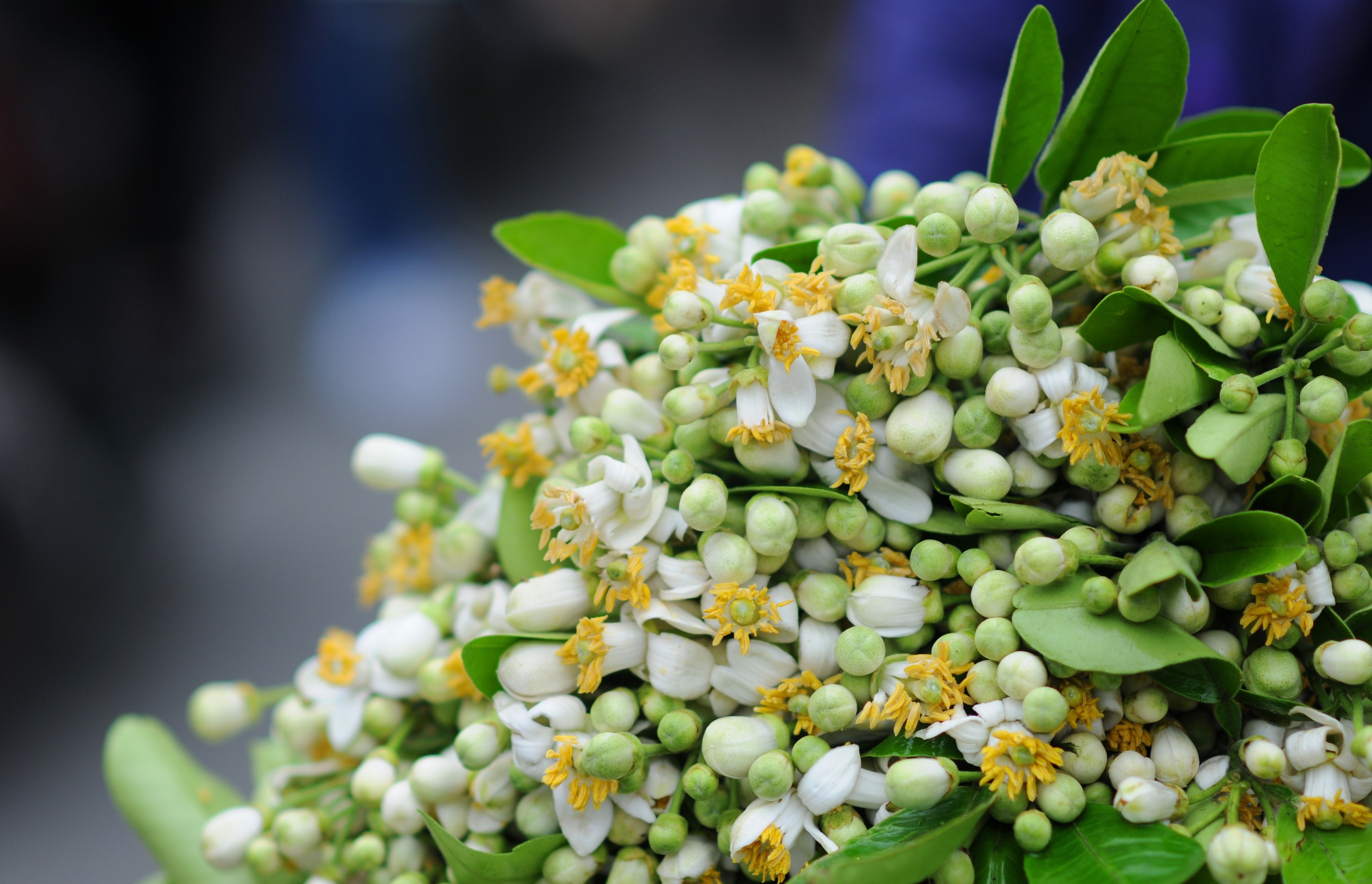 Ha Noi buoc vao mua dep nhat anh 45