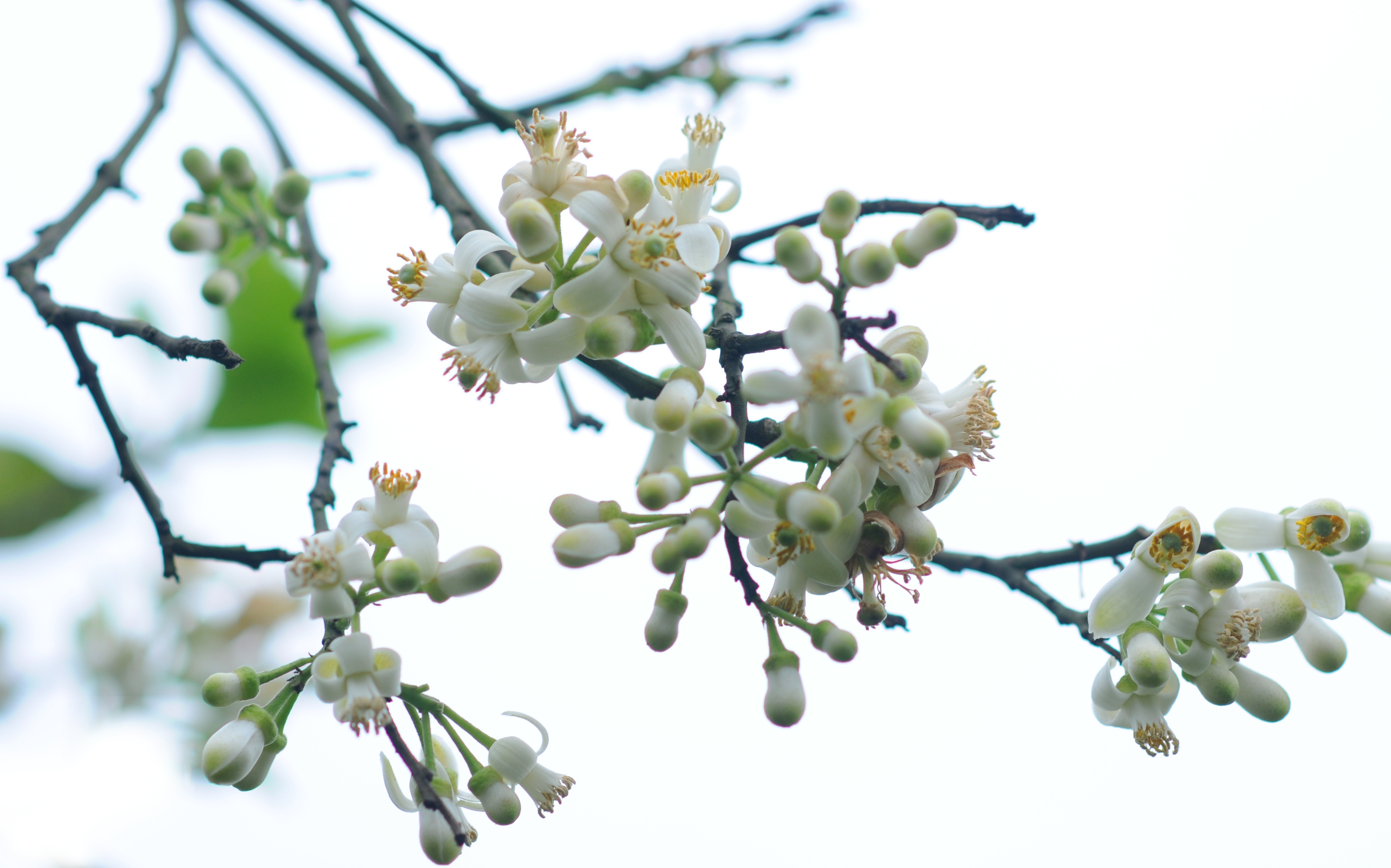 Ha Noi buoc vao mua dep nhat anh 49