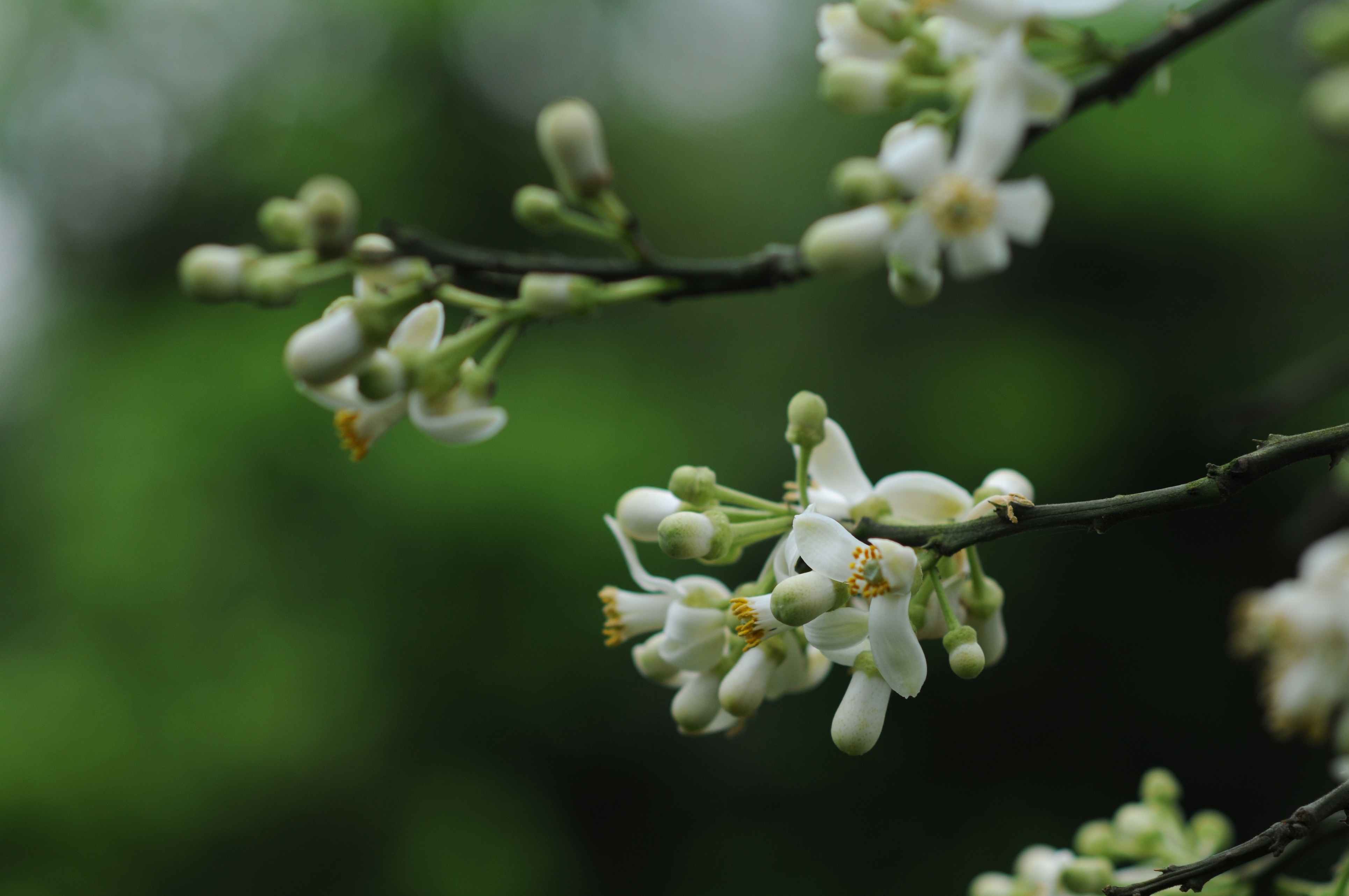 Ha Noi buoc vao mua dep nhat anh 48