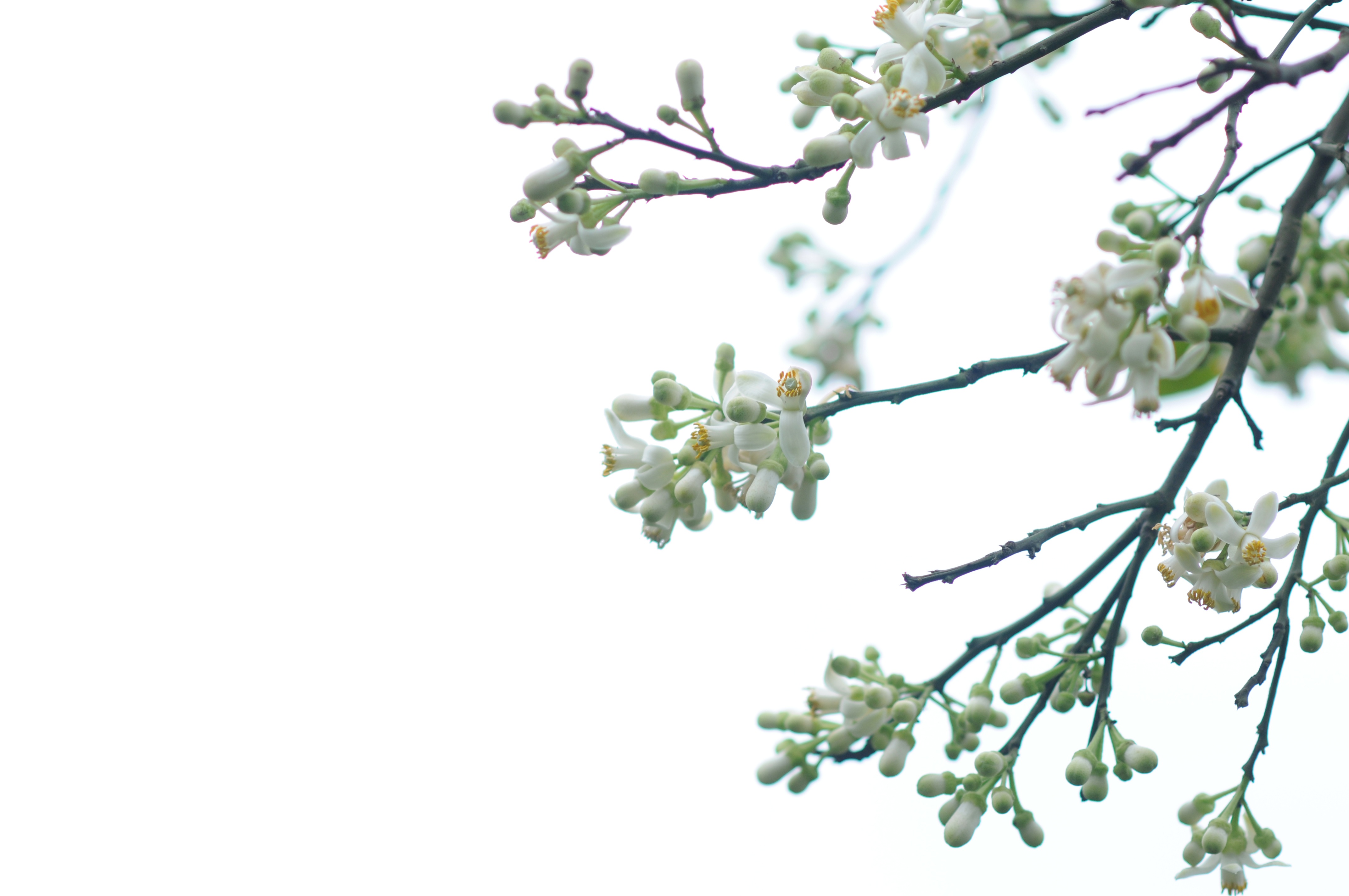 Ha Noi buoc vao mua dep nhat anh 50