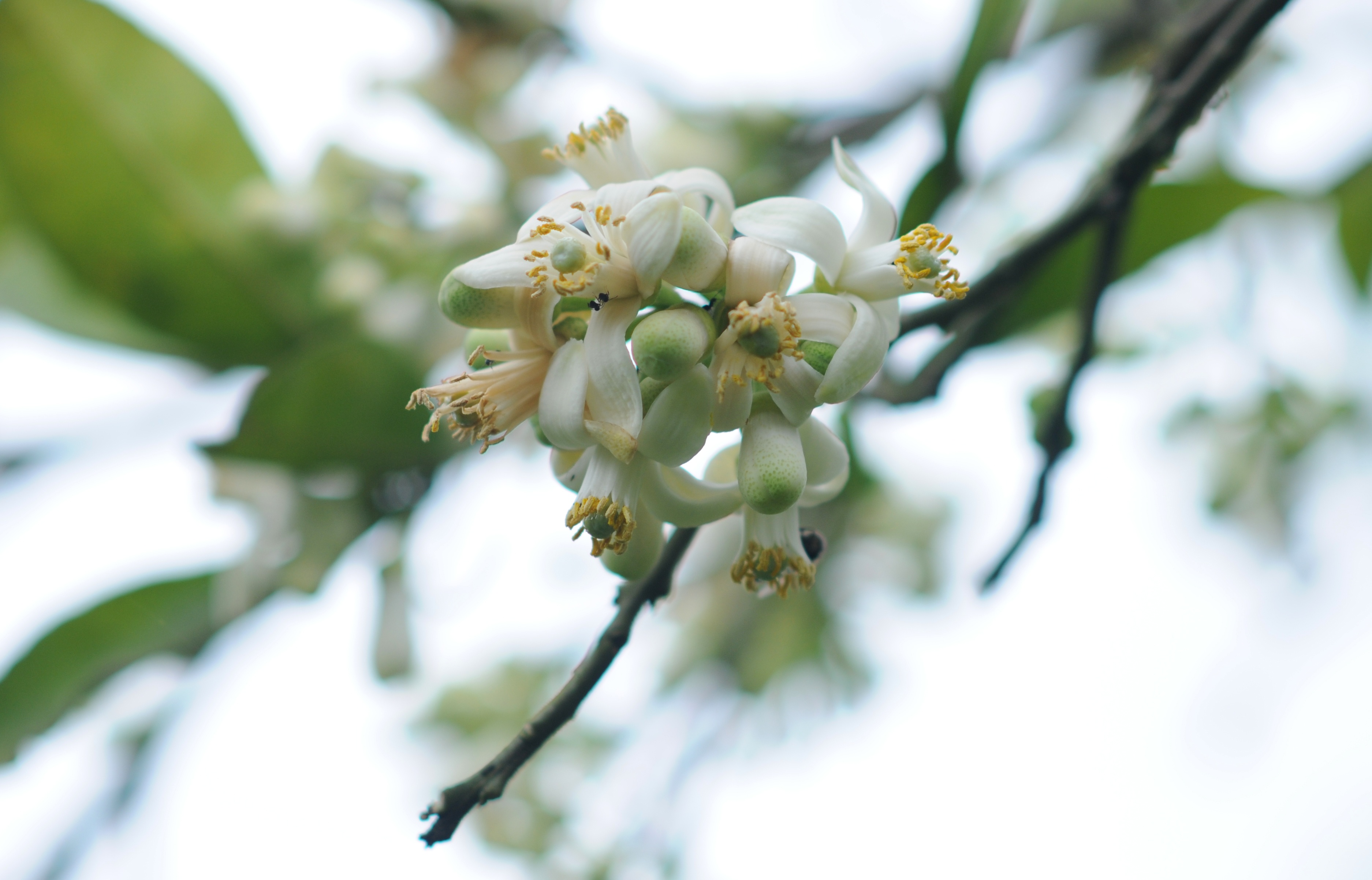 Ha Noi buoc vao mua dep nhat anh 51