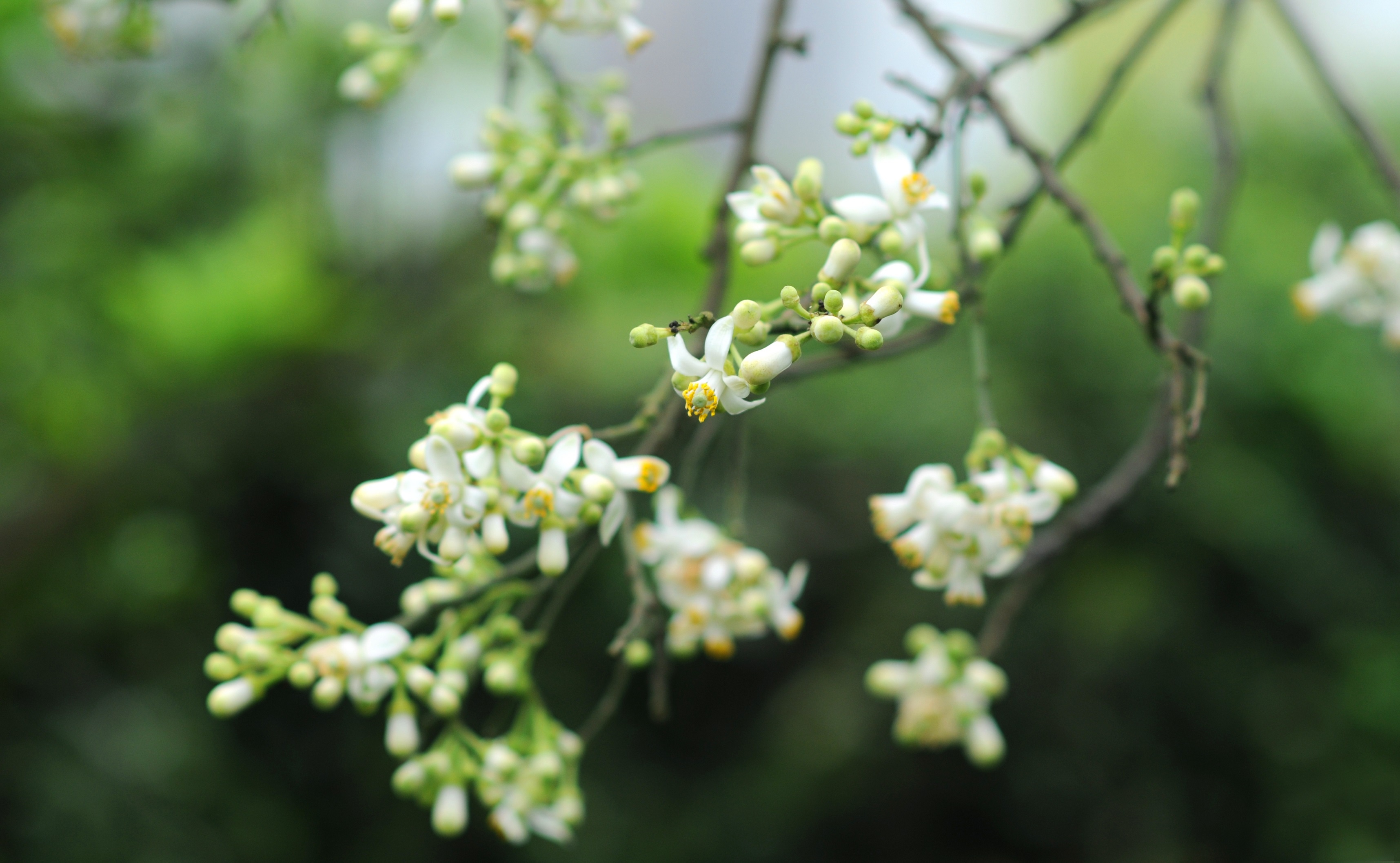 Ha Noi buoc vao mua dep nhat anh 53