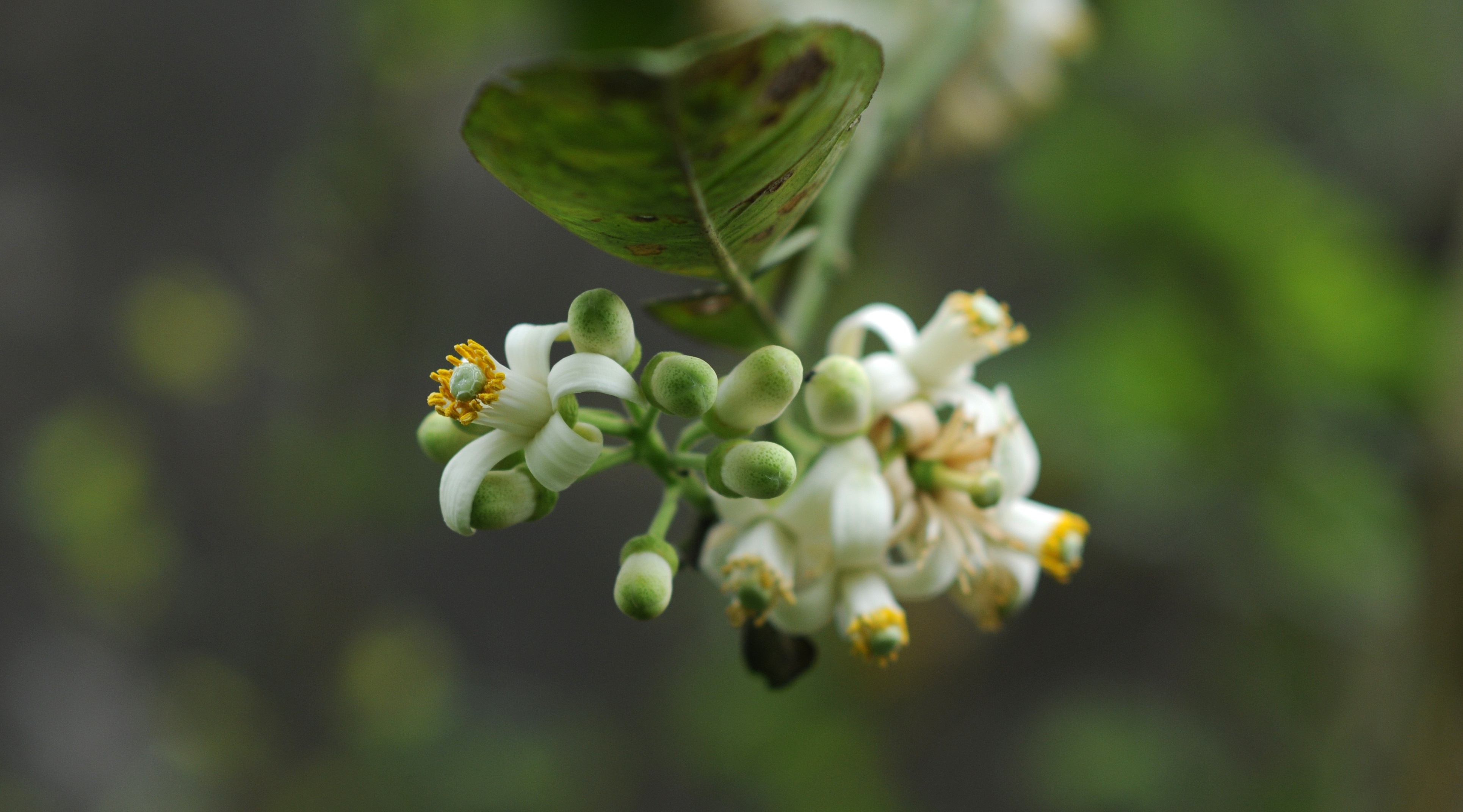 Ha Noi buoc vao mua dep nhat anh 54