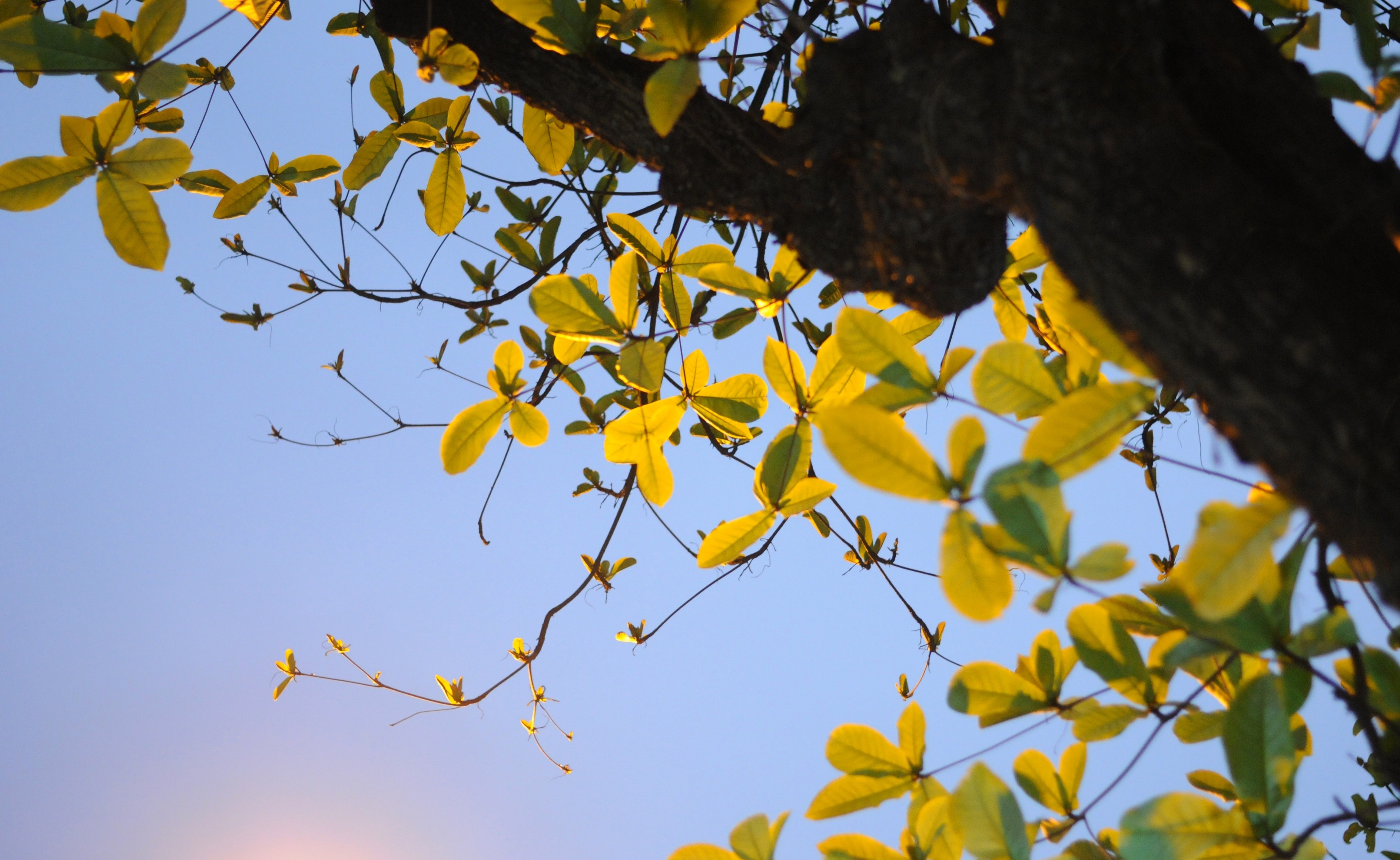 Ha Noi buoc vao mua dep nhat anh 15