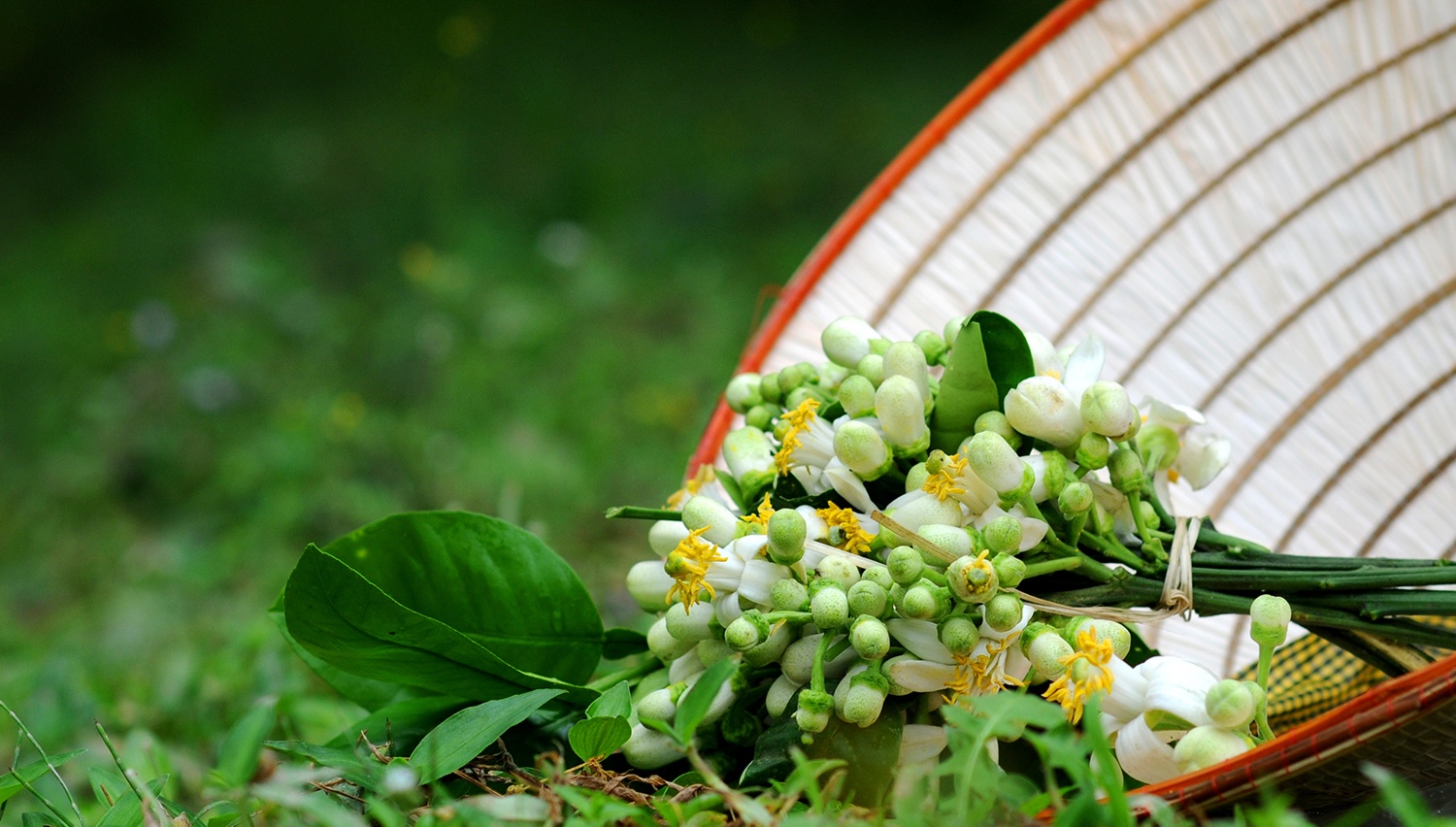 Ha Noi buoc vao mua dep nhat anh 55