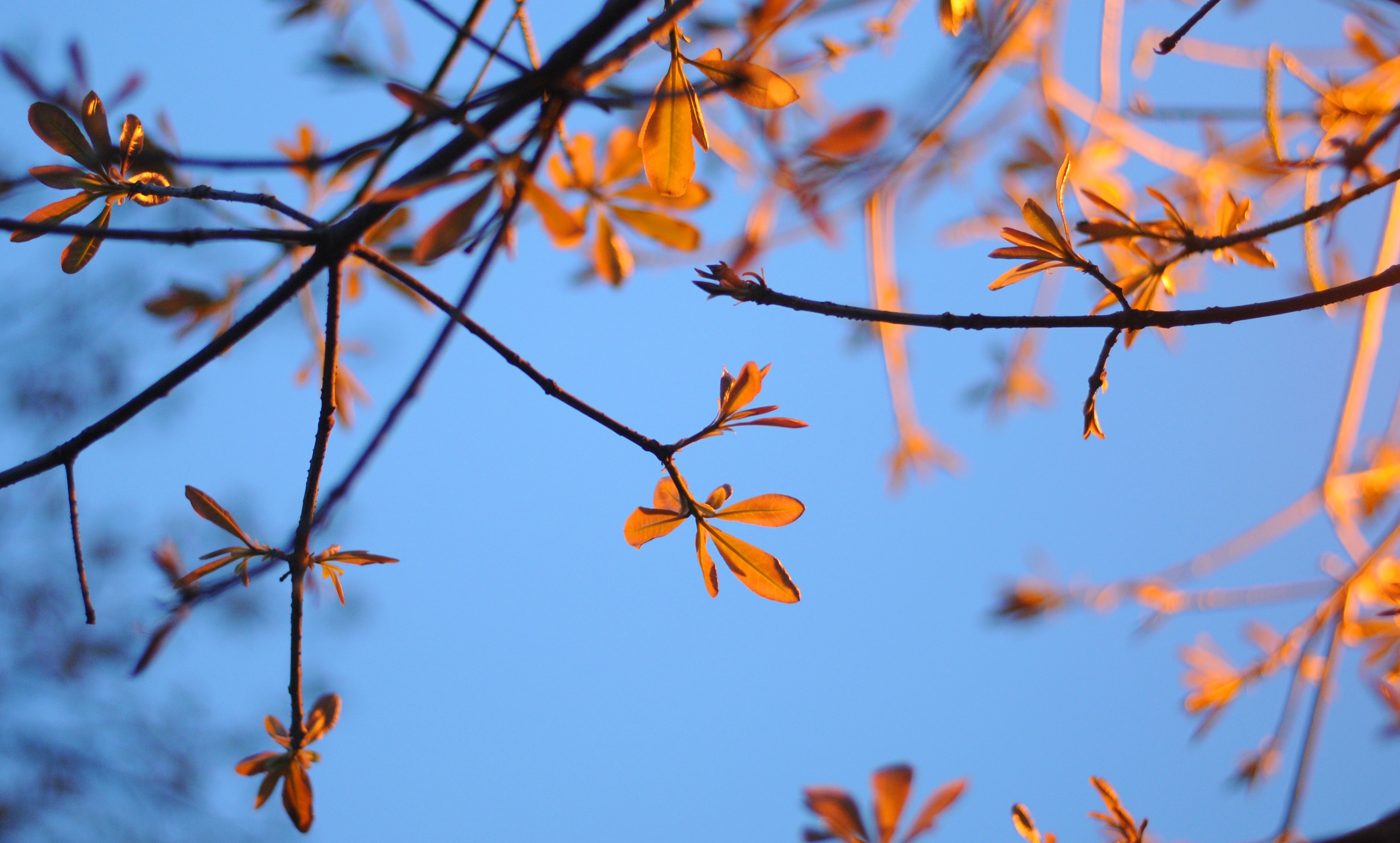 Ha Noi buoc vao mua dep nhat anh 57