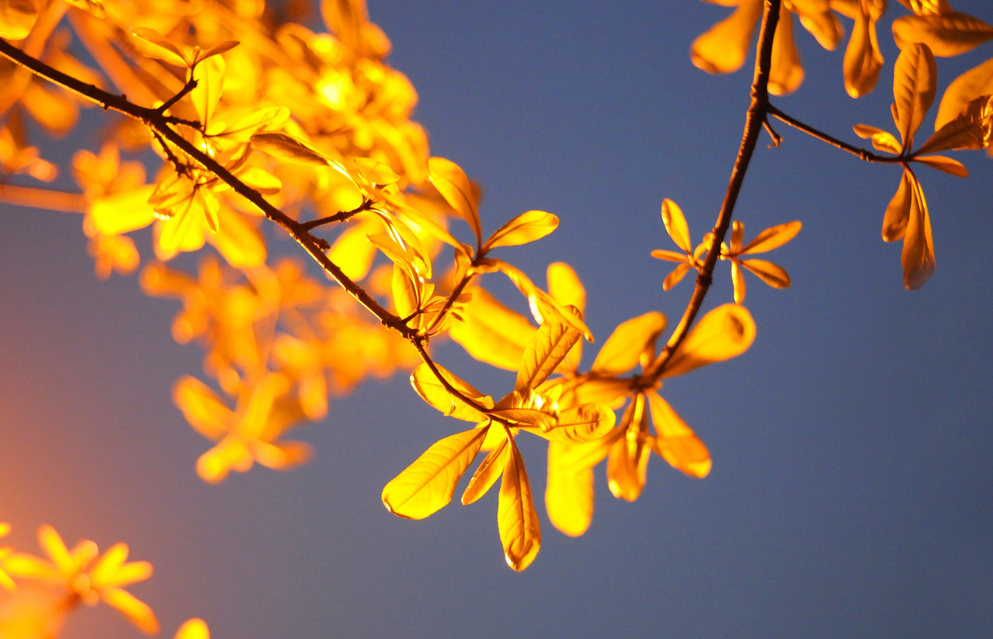 Ha Noi buoc vao mua dep nhat anh 64