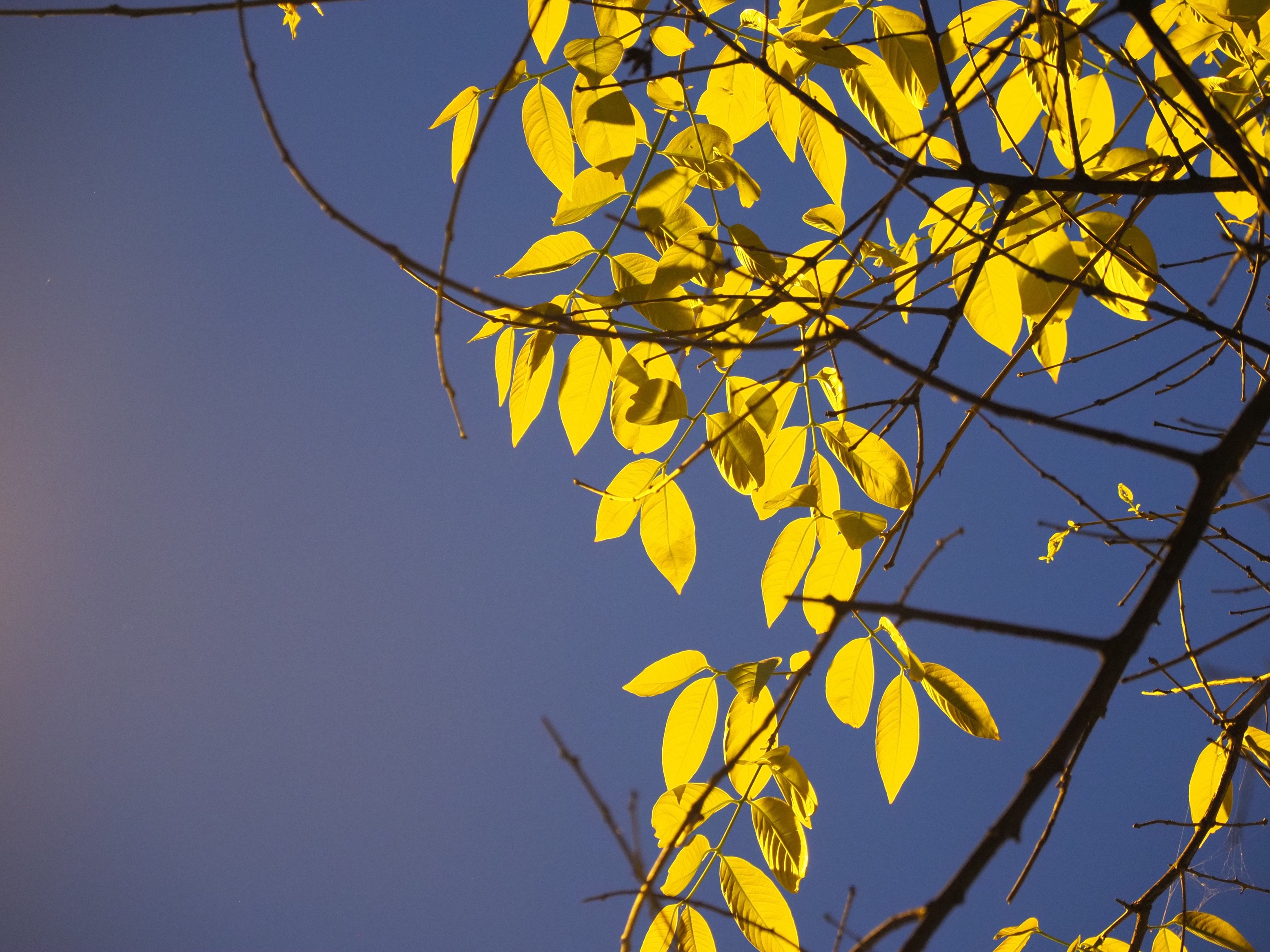 Ha Noi buoc vao mua dep nhat anh 66