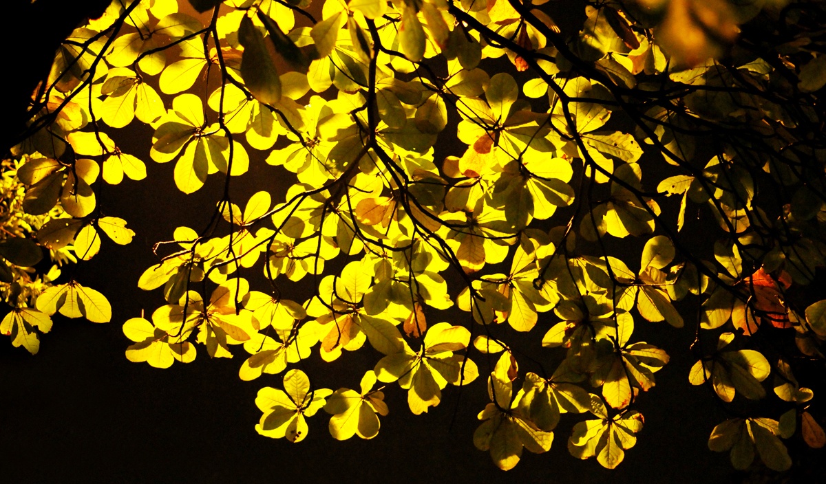 Ha Noi buoc vao mua dep nhat anh 67