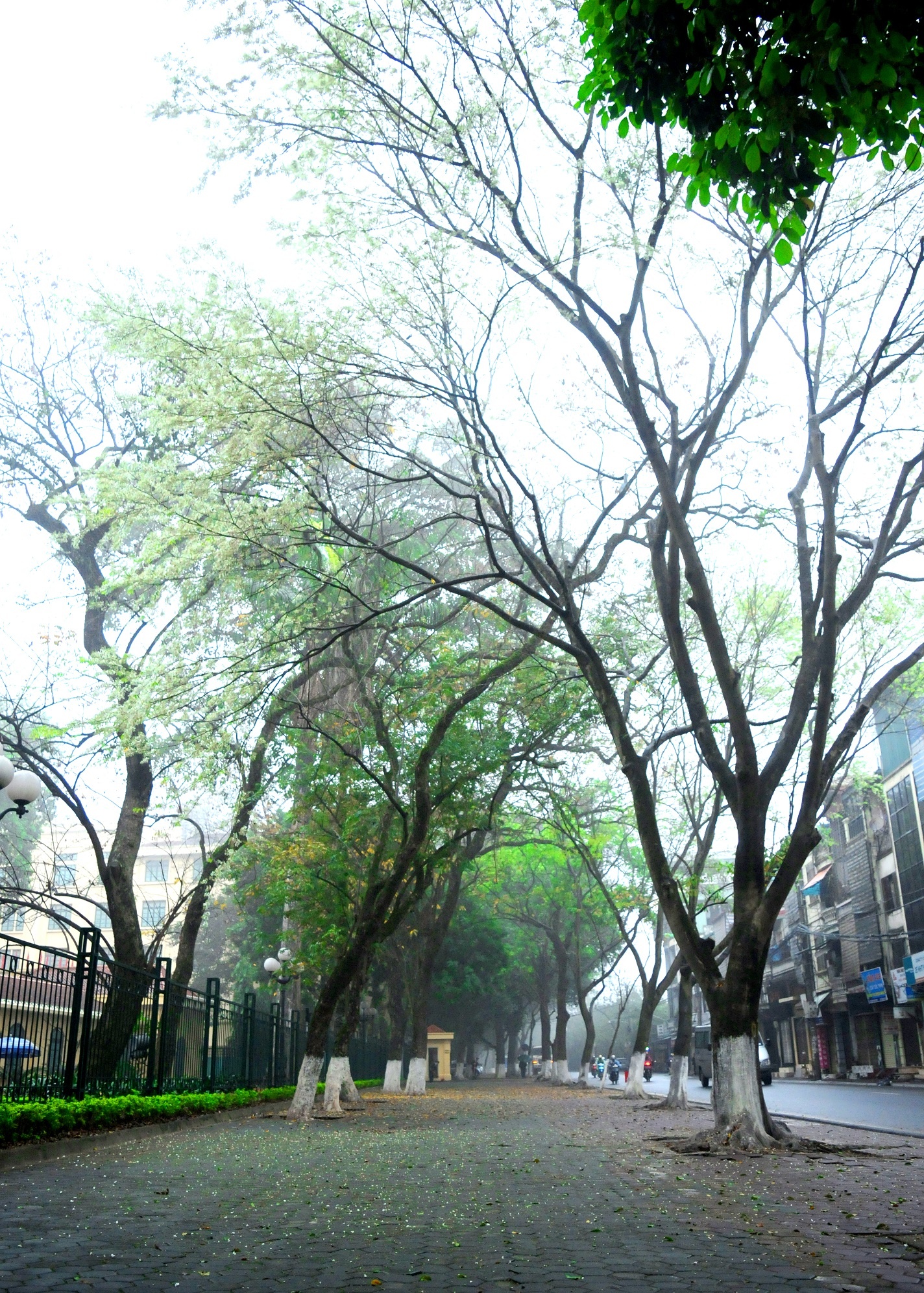 Ha Noi buoc vao mua dep nhat anh 17