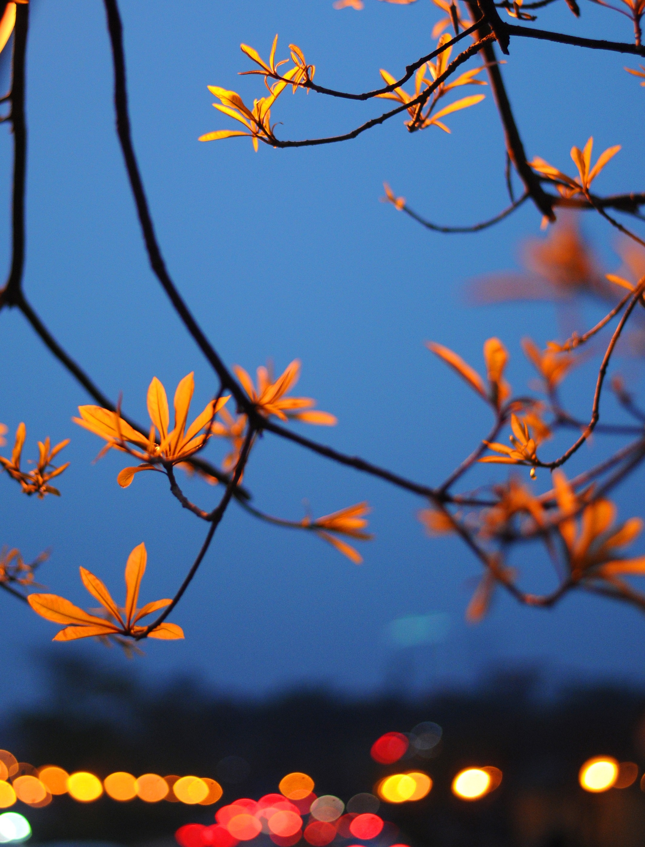 Ha Noi buoc vao mua dep nhat anh 58