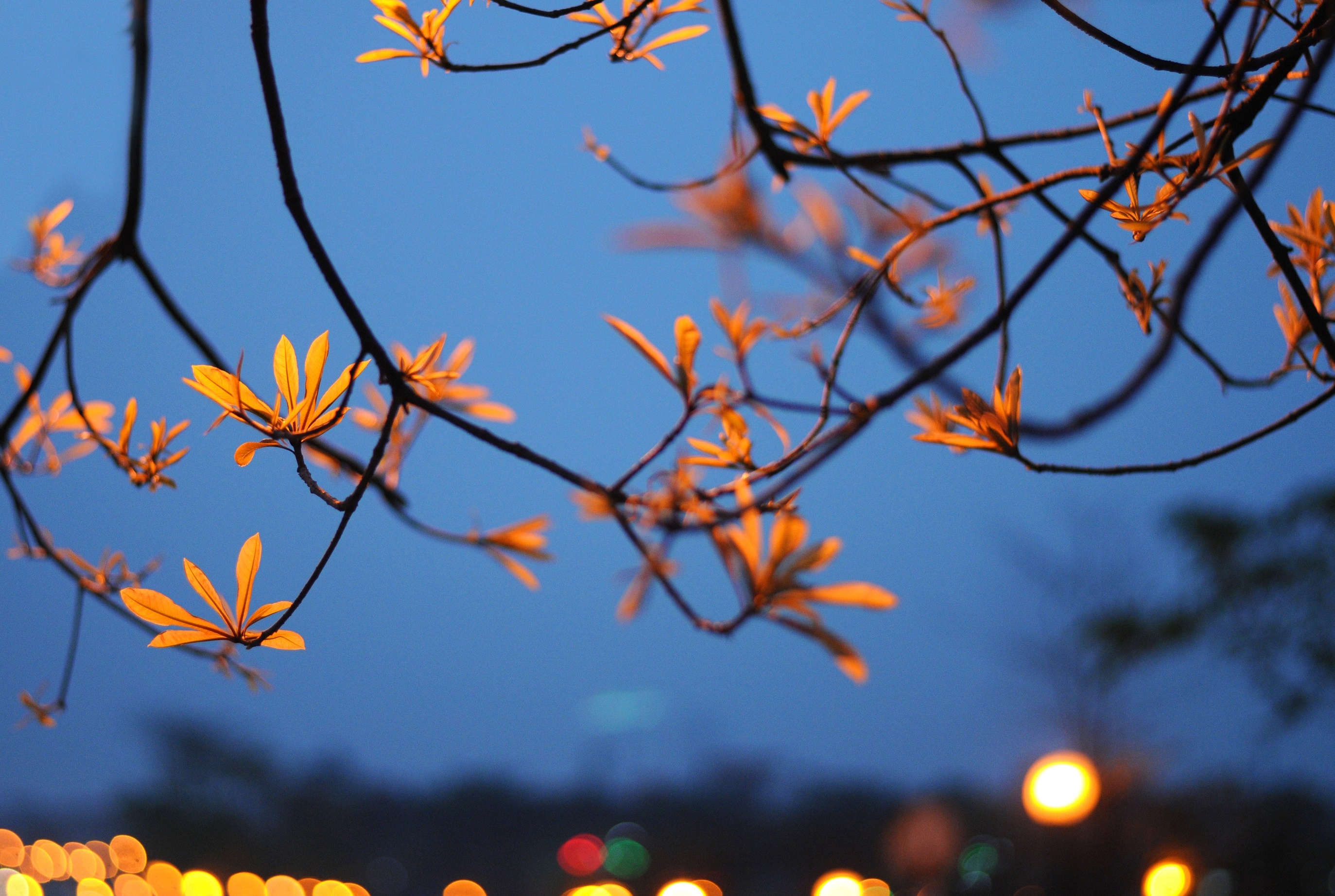 Ha Noi buoc vao mua dep nhat anh 59