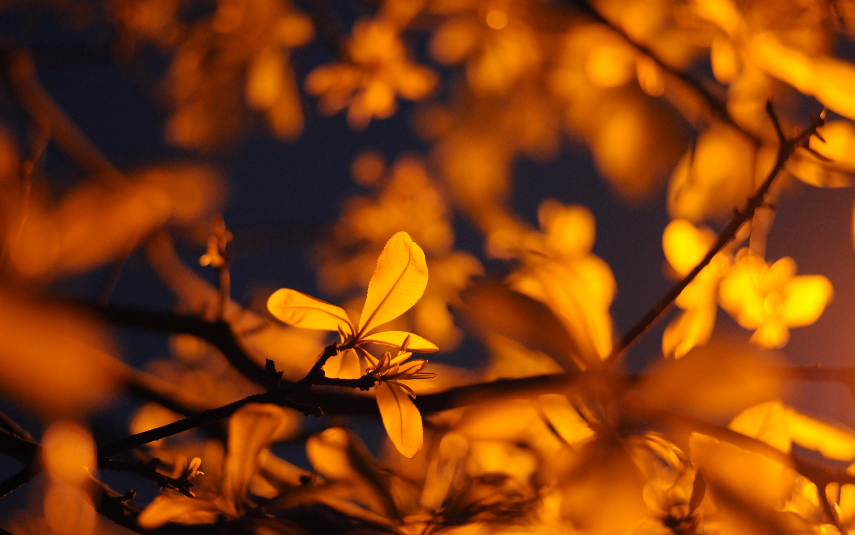 Ha Noi buoc vao mua dep nhat anh 61