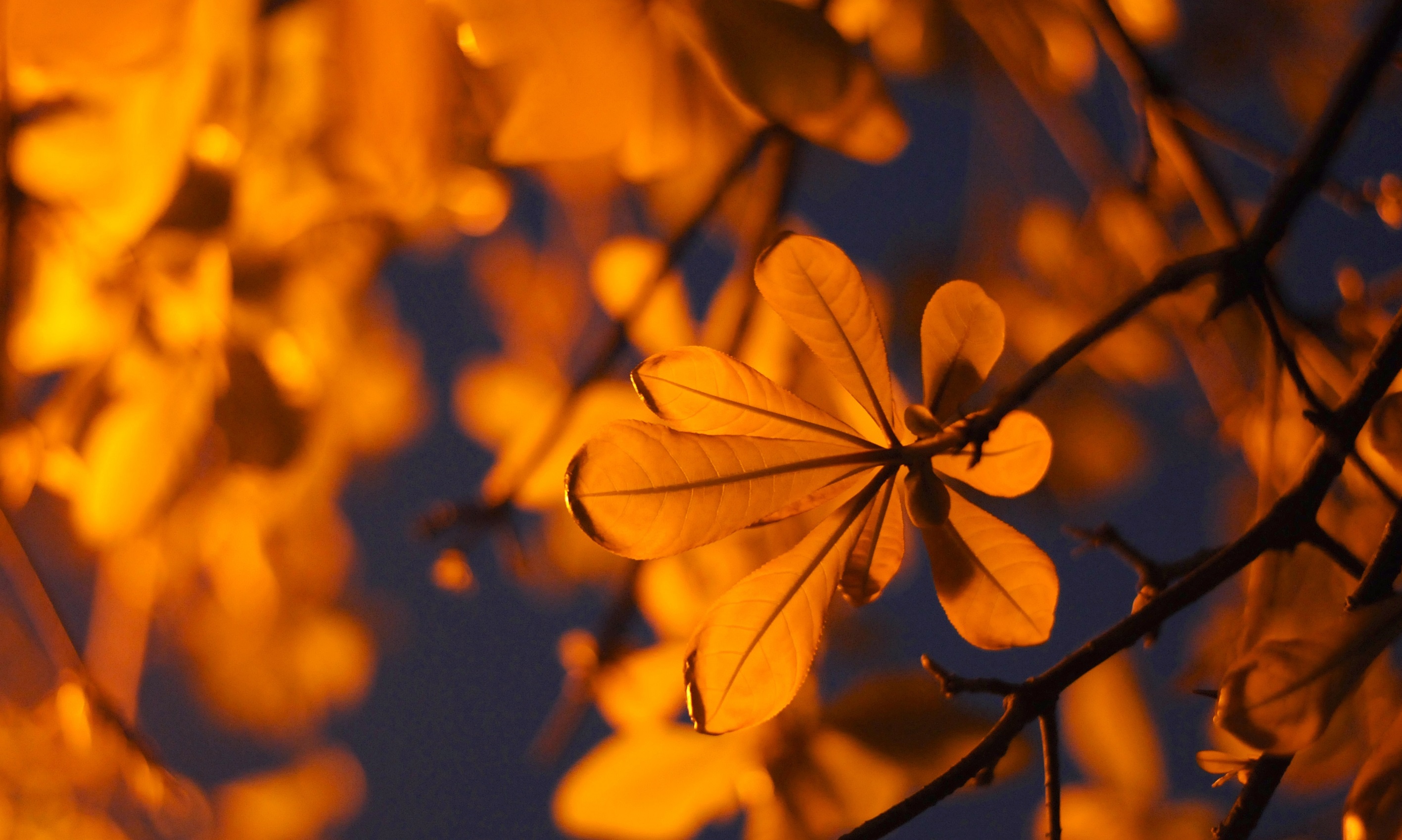 Ha Noi buoc vao mua dep nhat anh 62