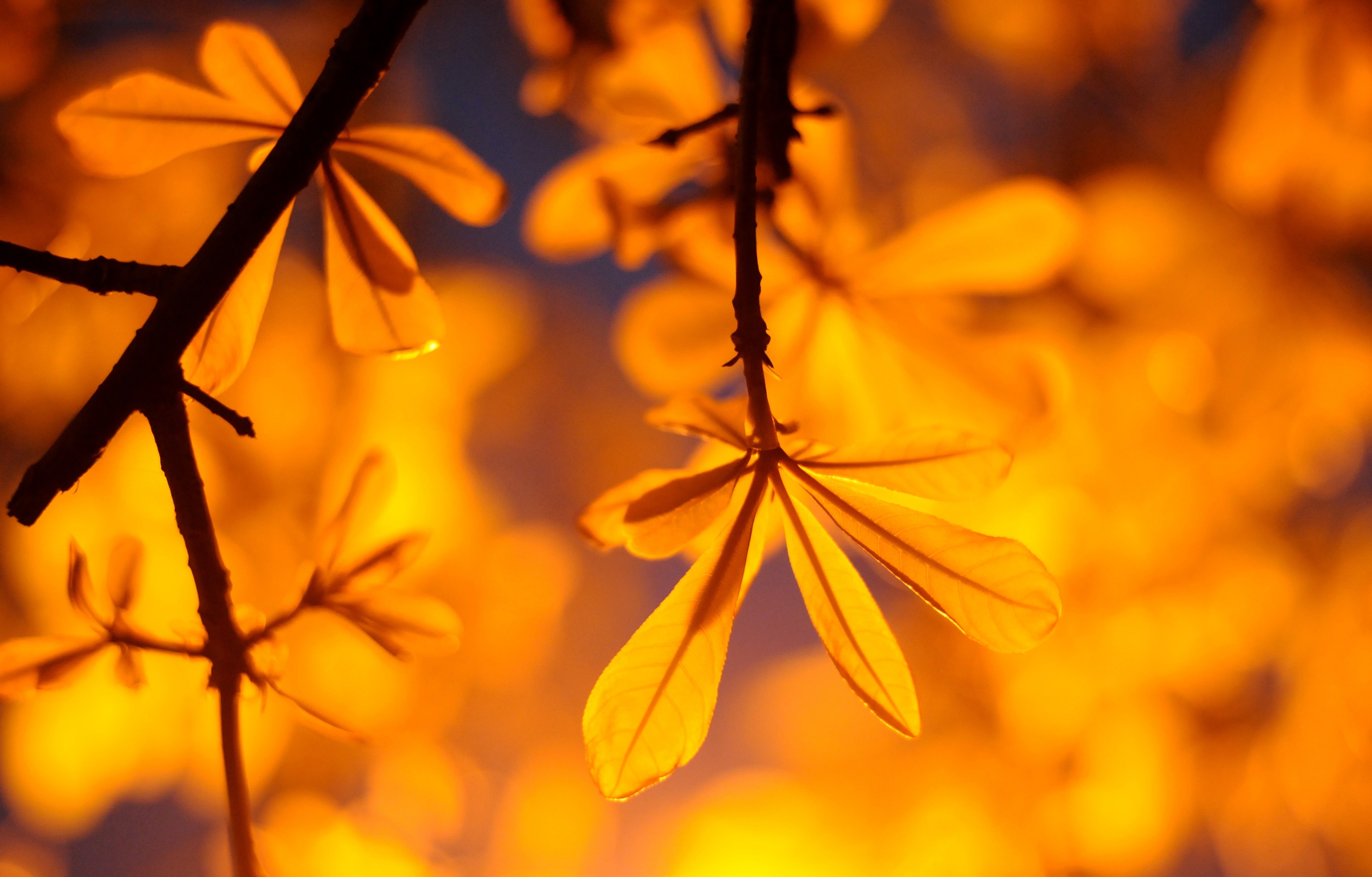 Ha Noi buoc vao mua dep nhat anh 60