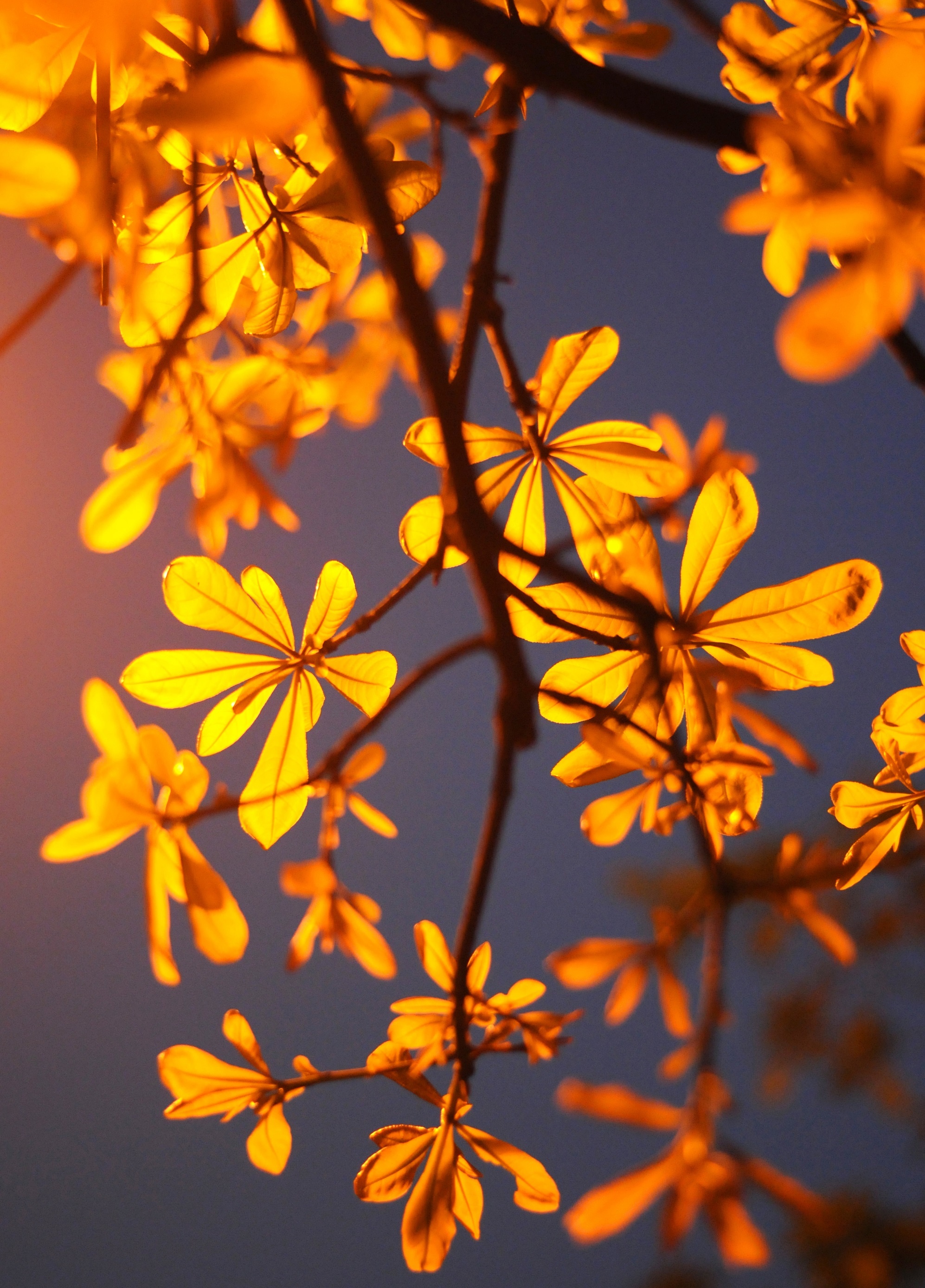 Ha Noi buoc vao mua dep nhat anh 63