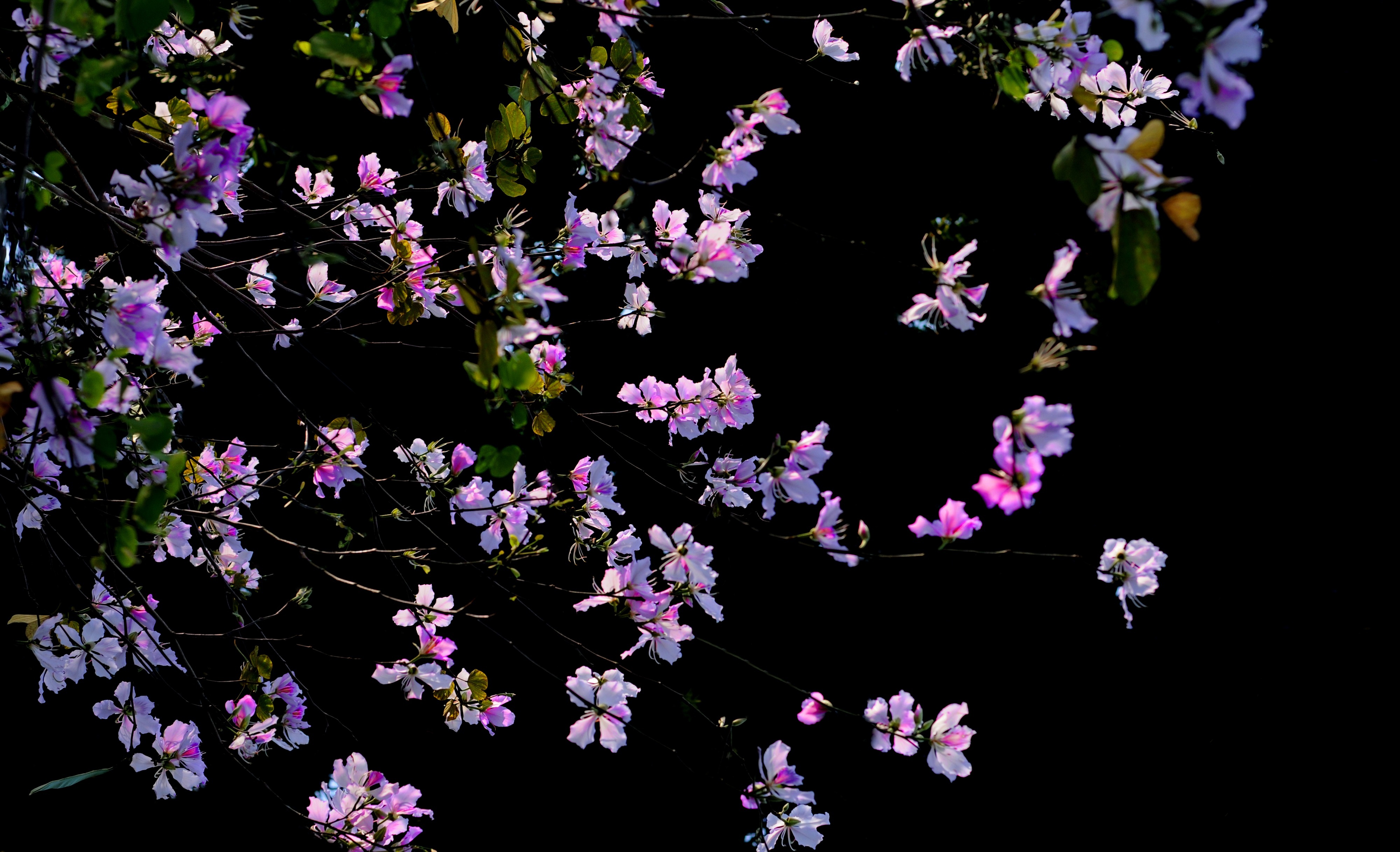 Ha Noi buoc vao mua dep nhat anh 68