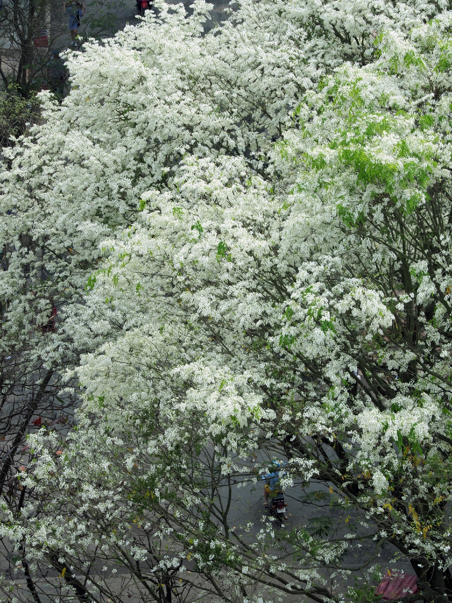 Ha Noi buoc vao mua dep nhat anh 25