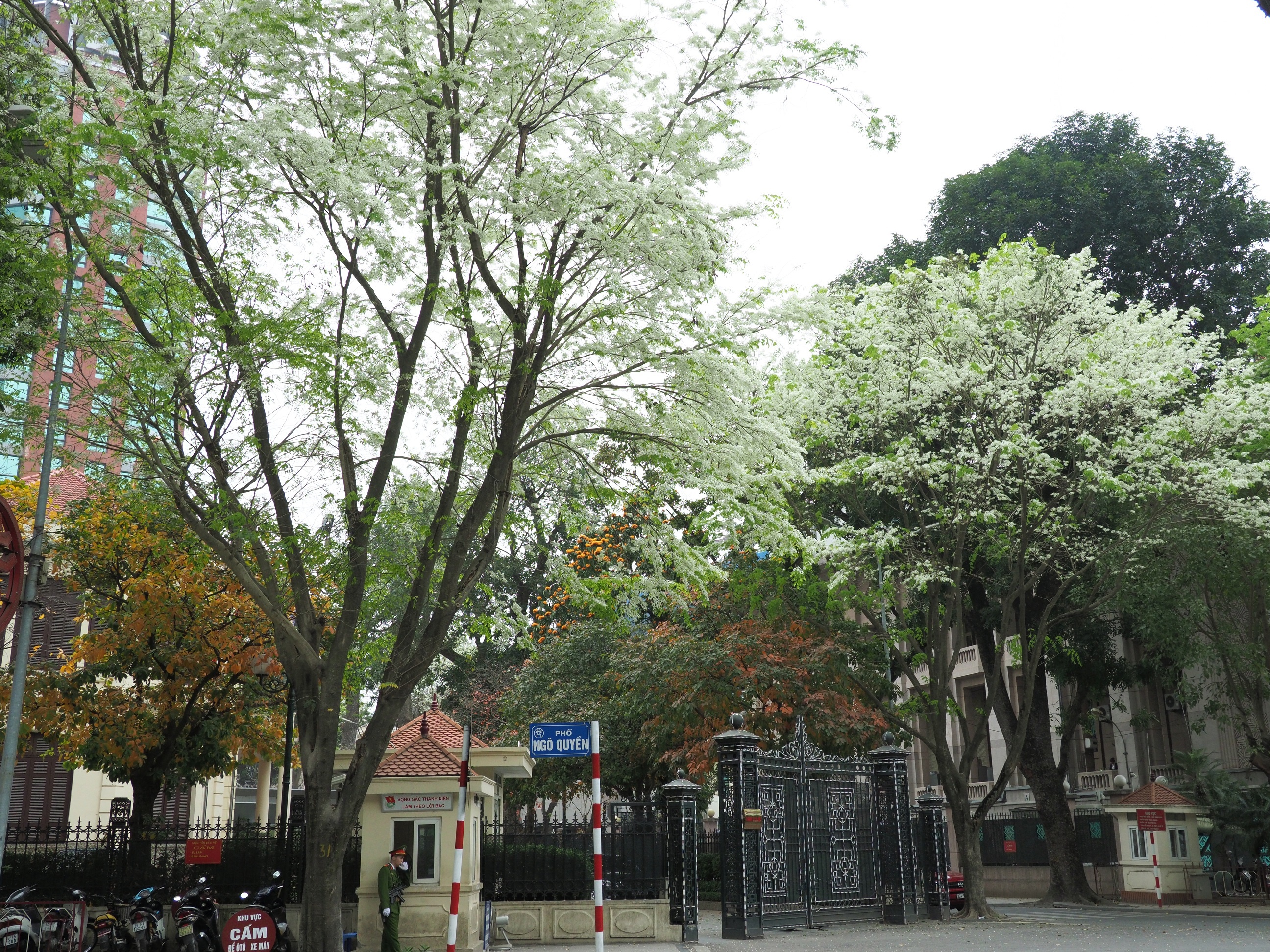 Ha Noi buoc vao mua dep nhat anh 30