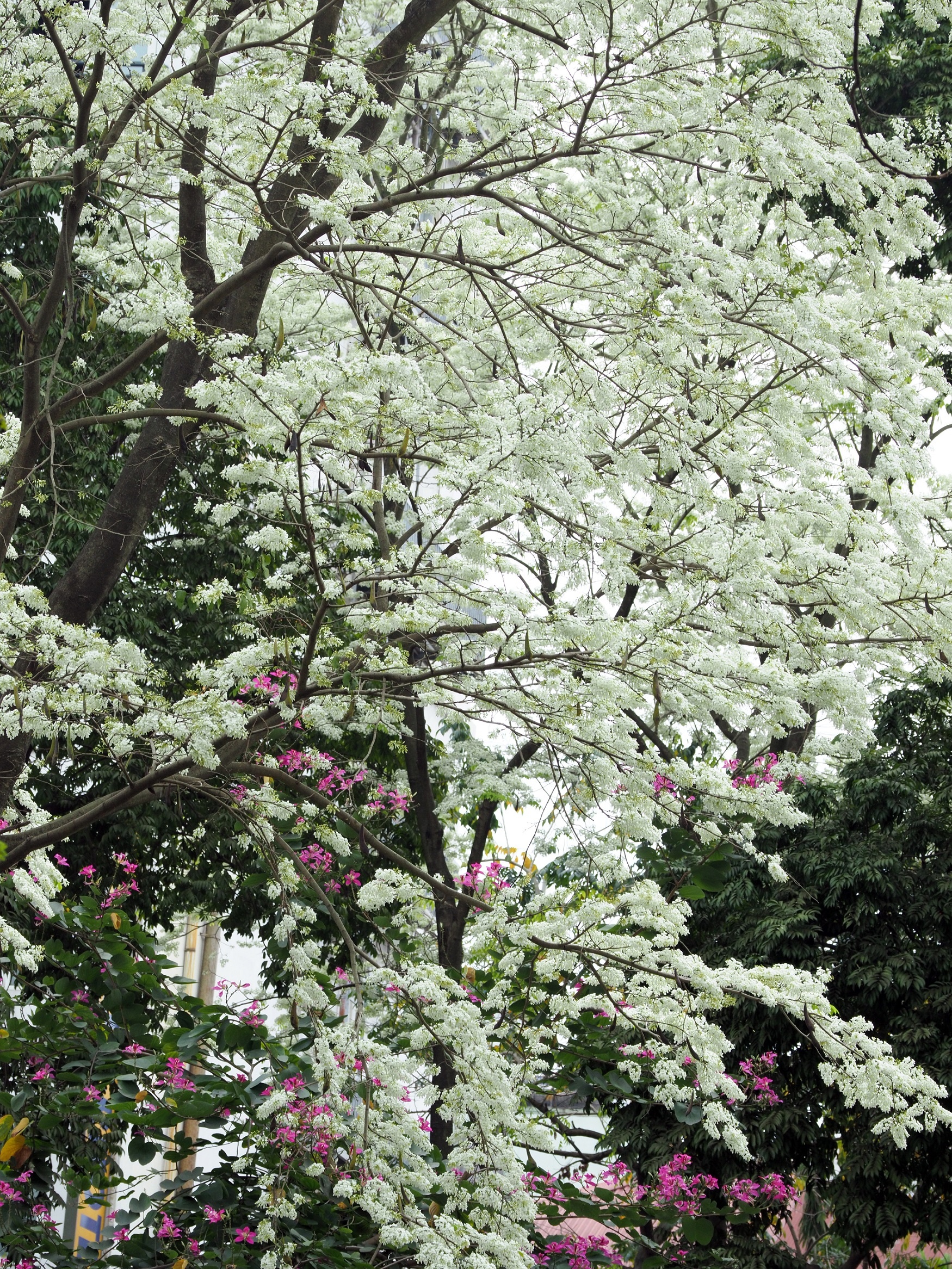 Ha Noi buoc vao mua dep nhat anh 28