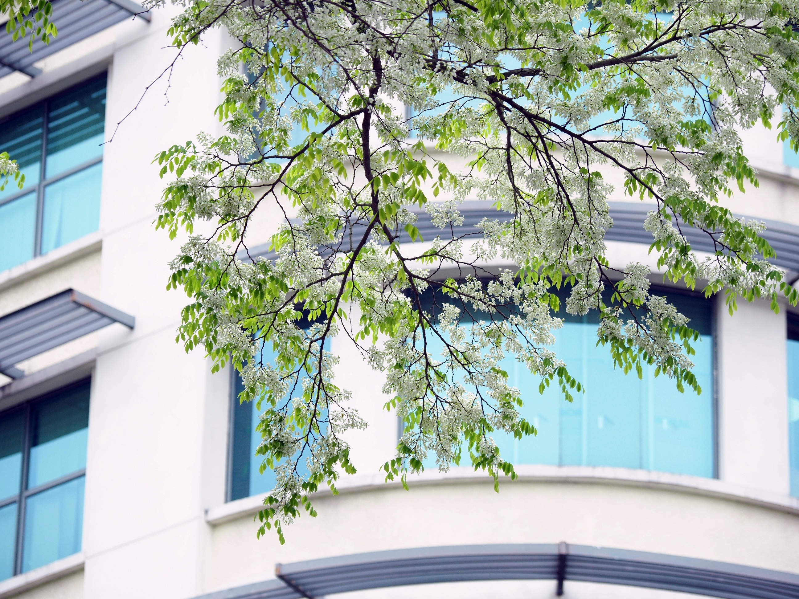 Ha Noi buoc vao mua dep nhat anh 31