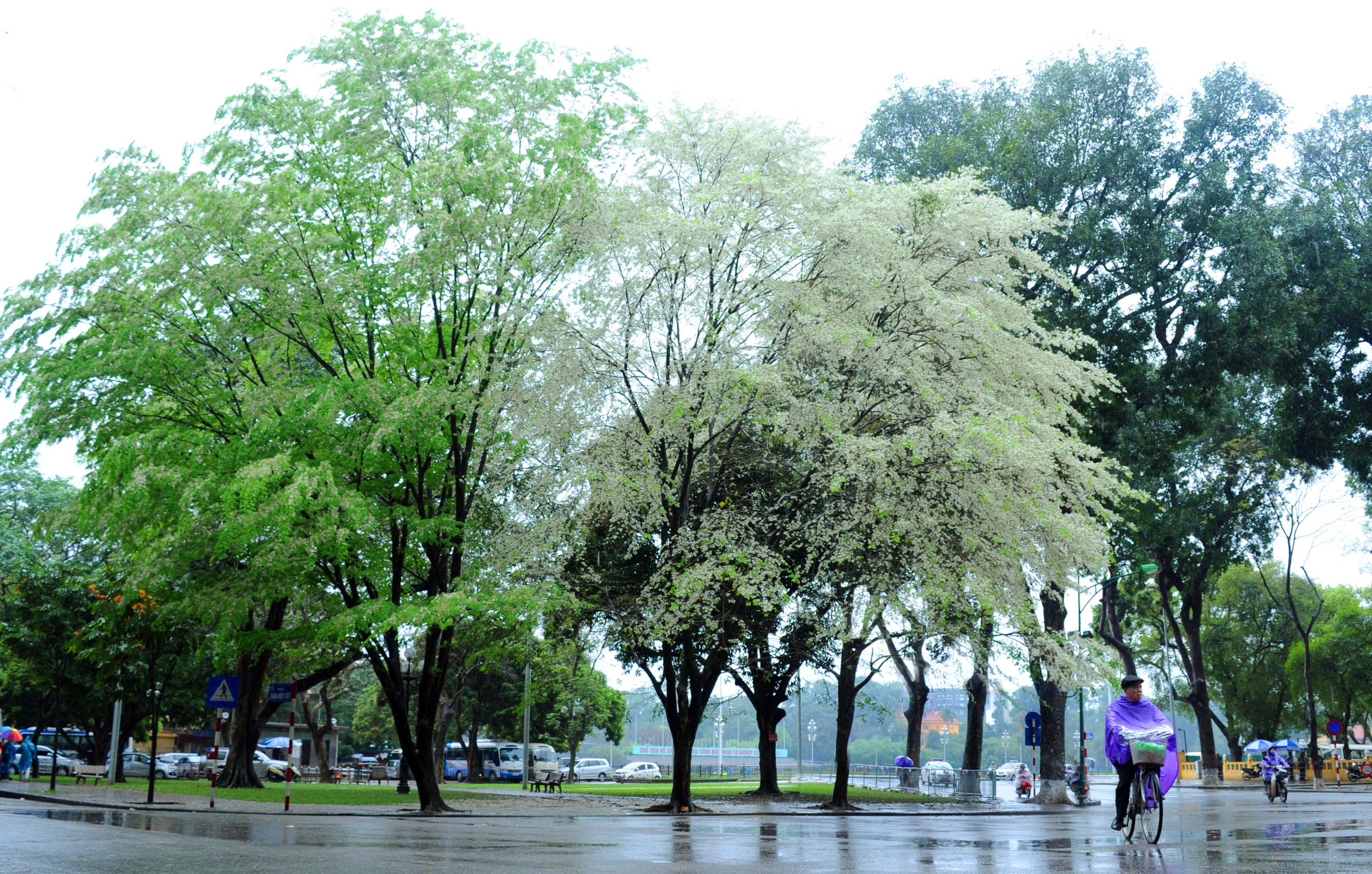 Ha Noi buoc vao mua dep nhat anh 32