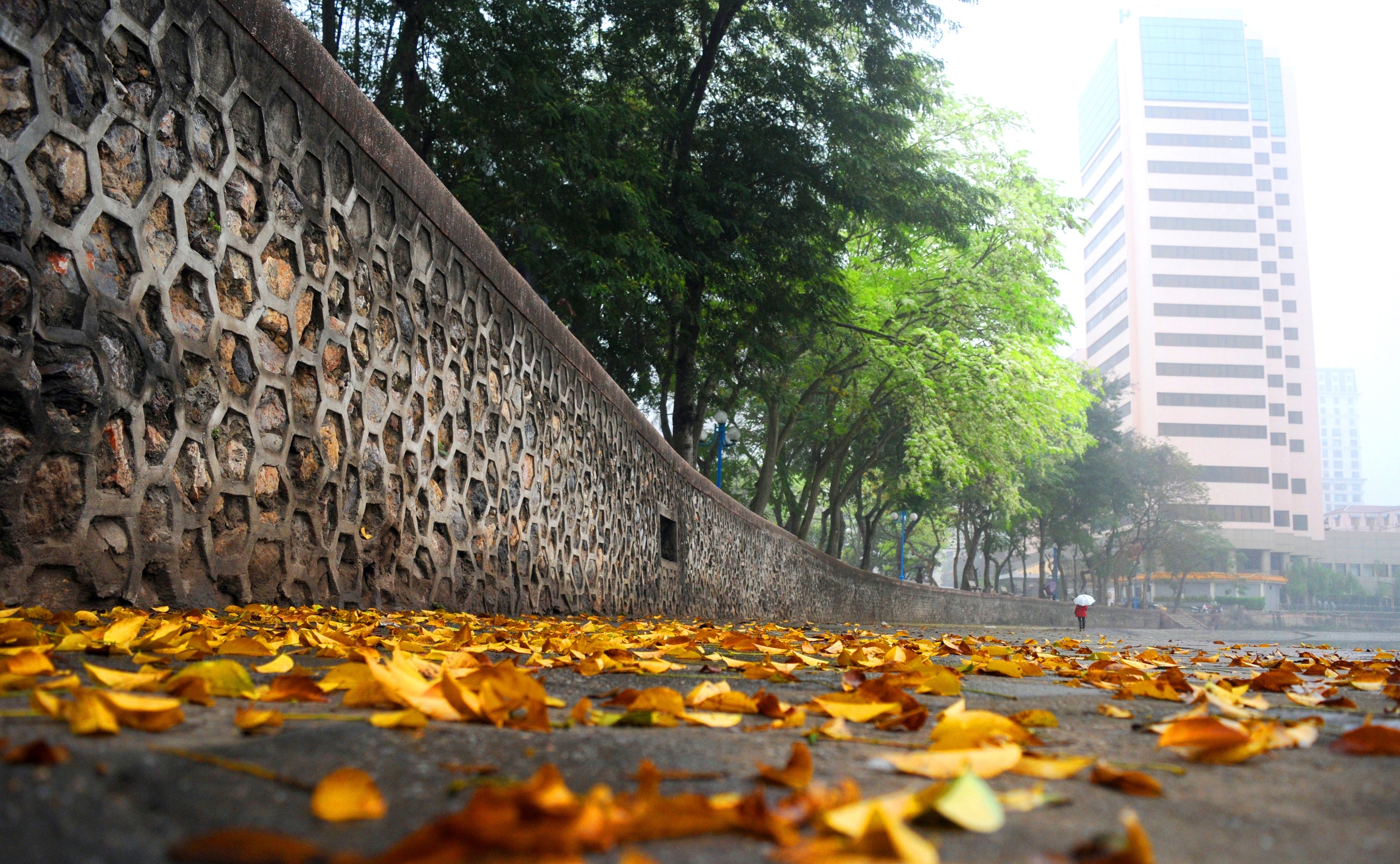 Ha Noi buoc vao mua dep nhat anh 23