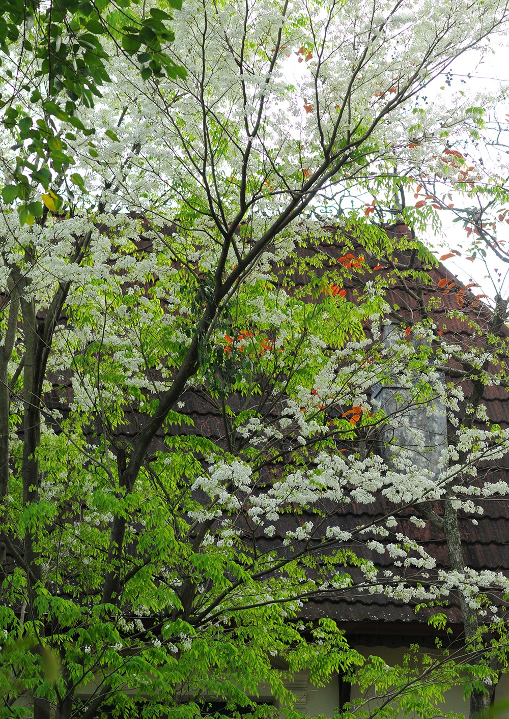 Ha Noi buoc vao mua dep nhat anh 21